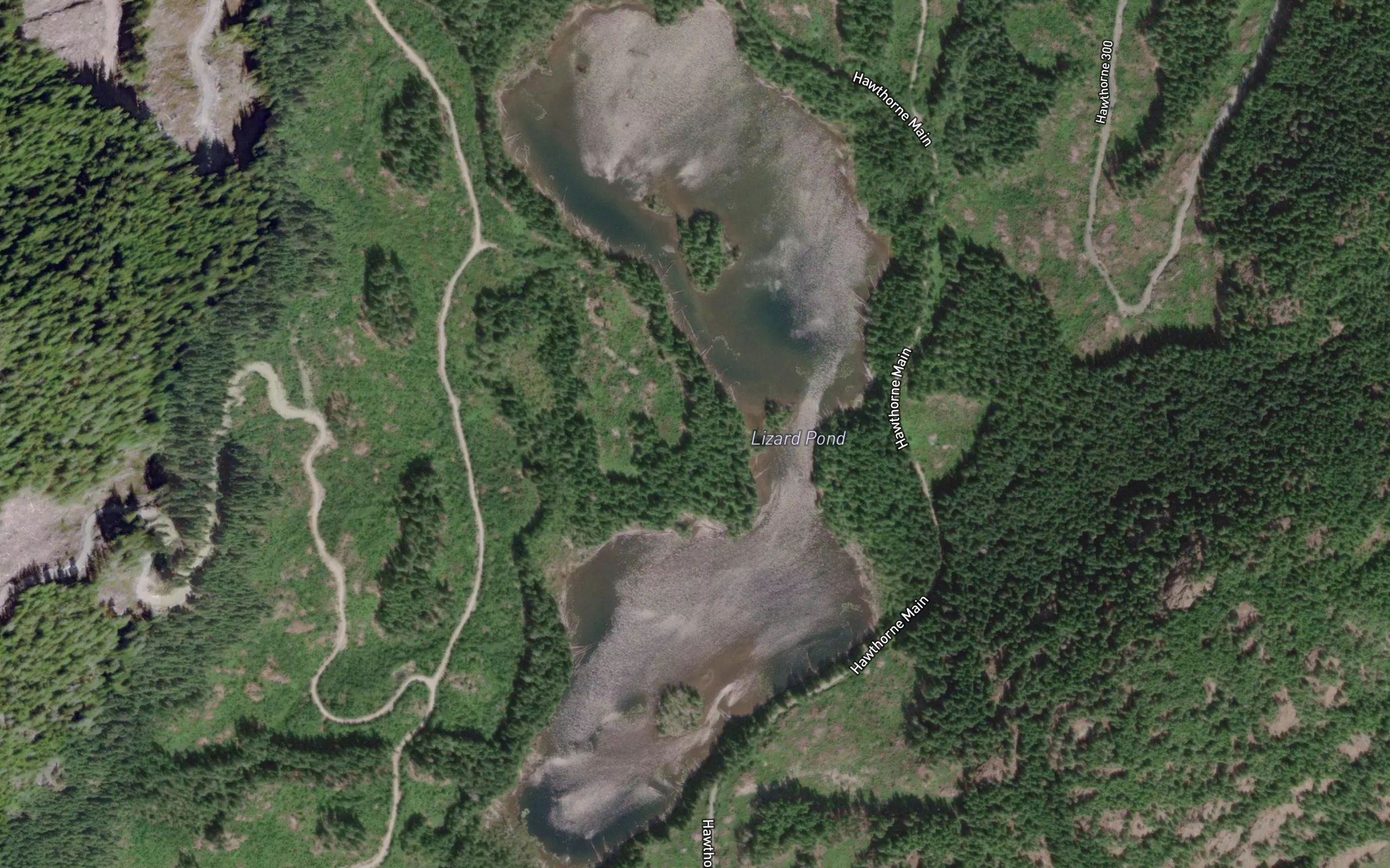 Lizard Pond