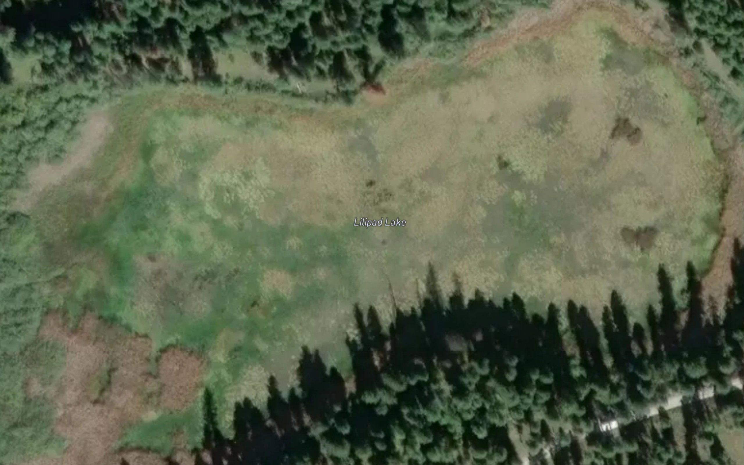 Lilypad Lake