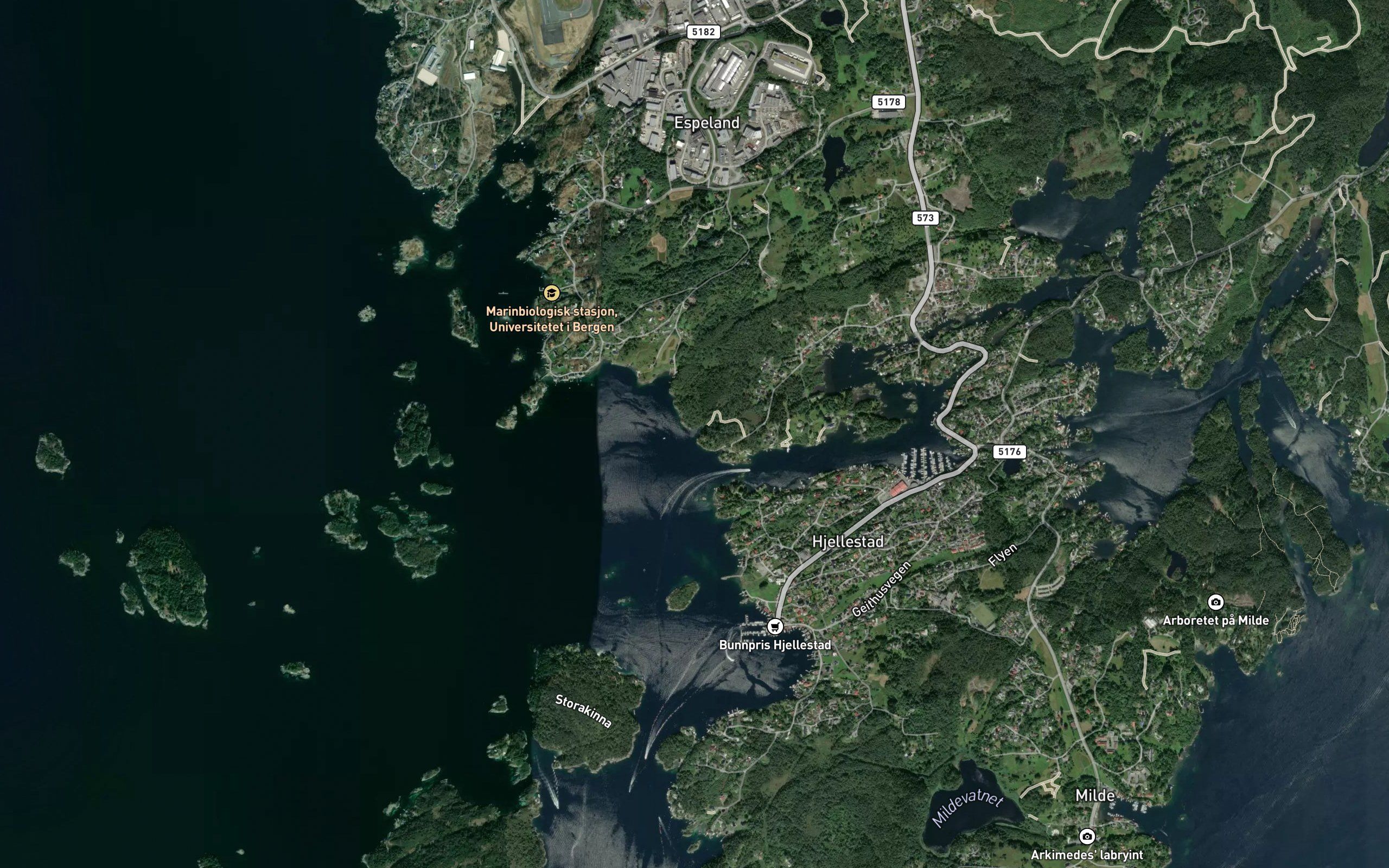 Morkevika