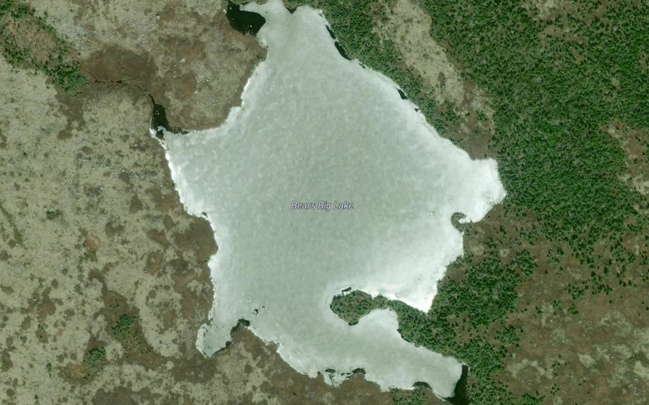 Bears Big Lake