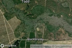 Marrow Bone Swamp Creek