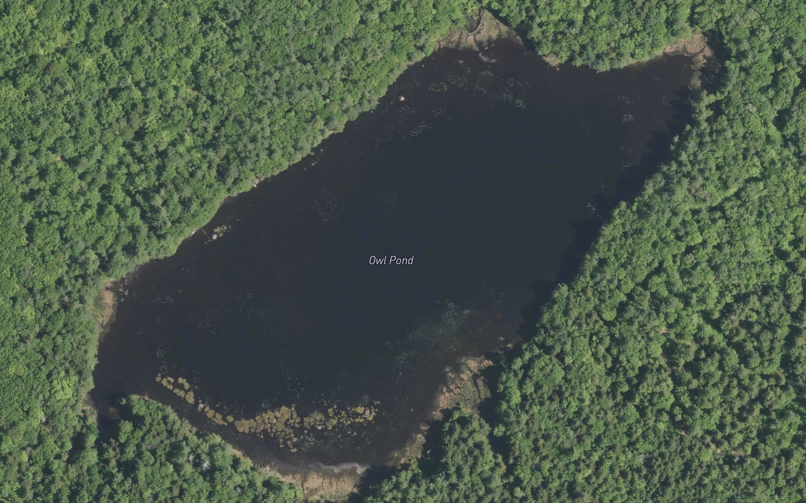 Owl Pond