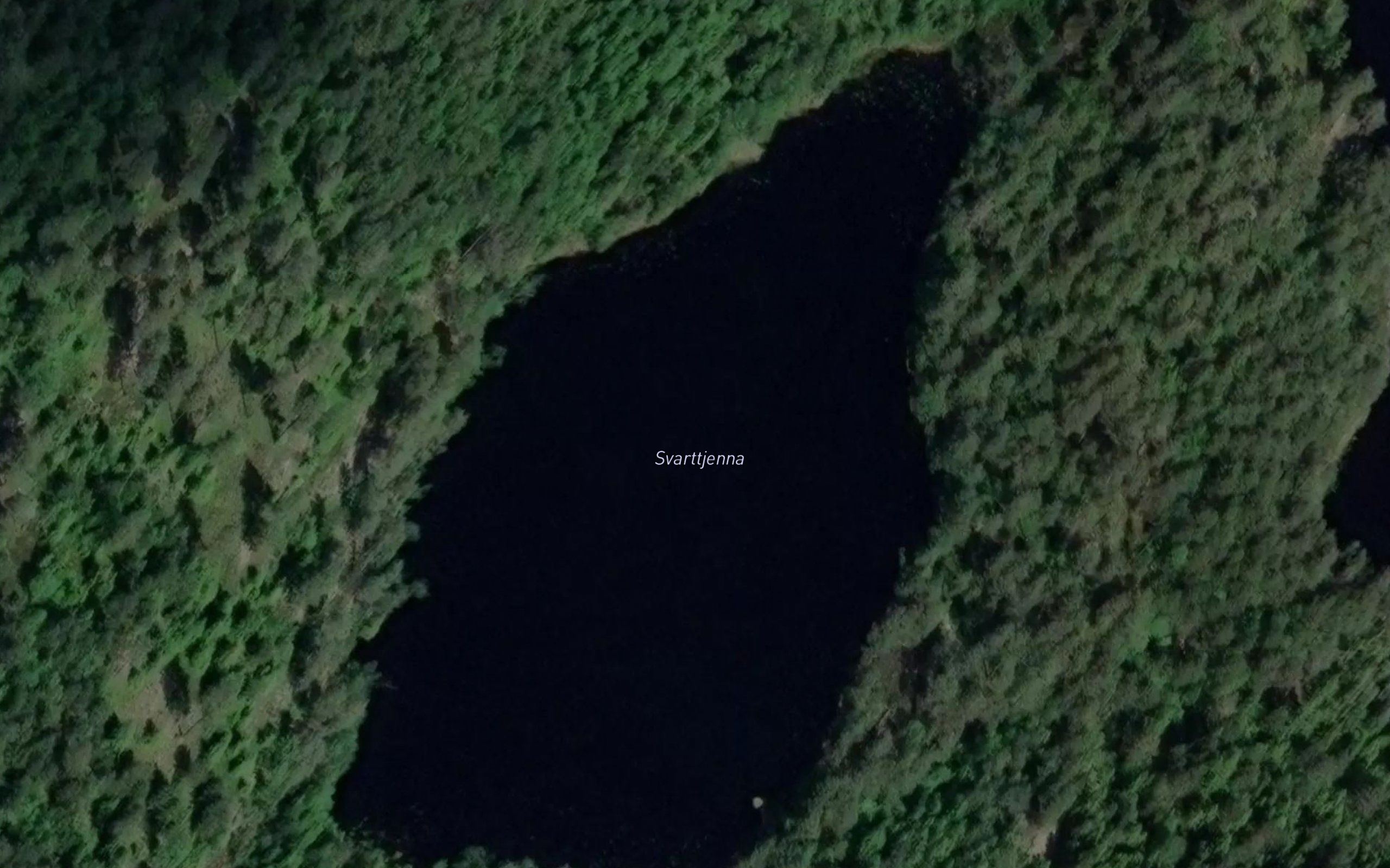 Svarttjerna