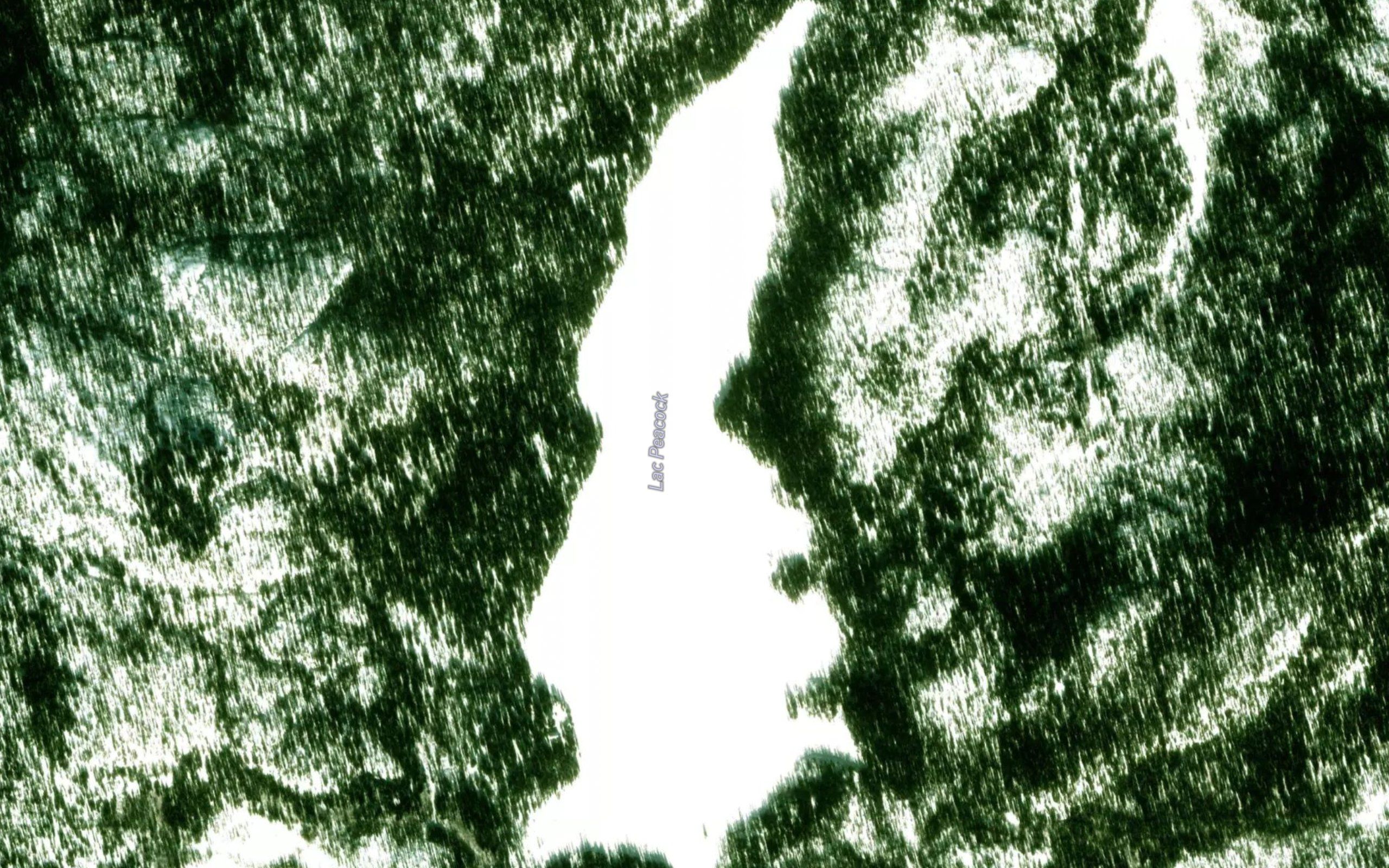 Lac Peacock