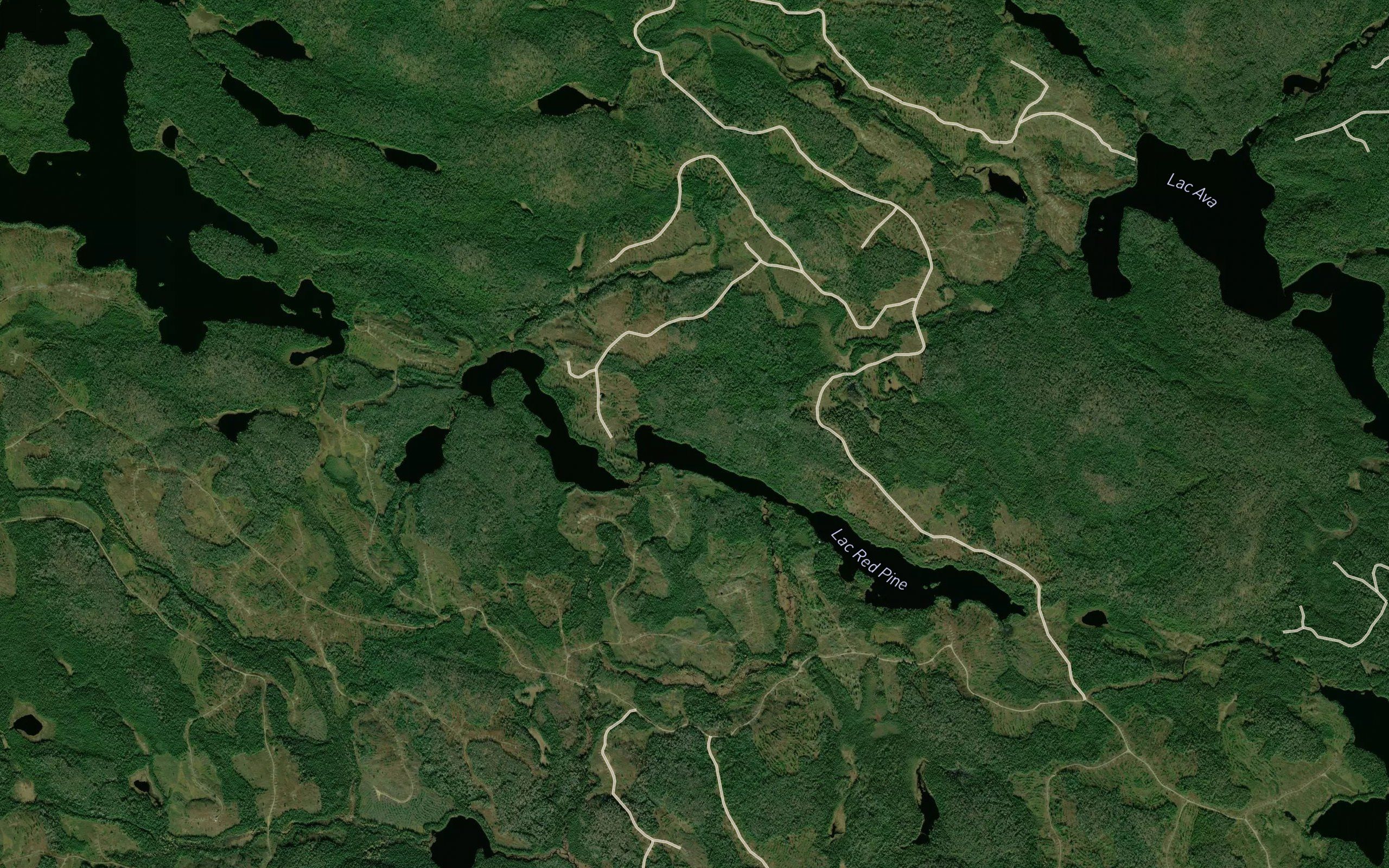 Lac Red Pine