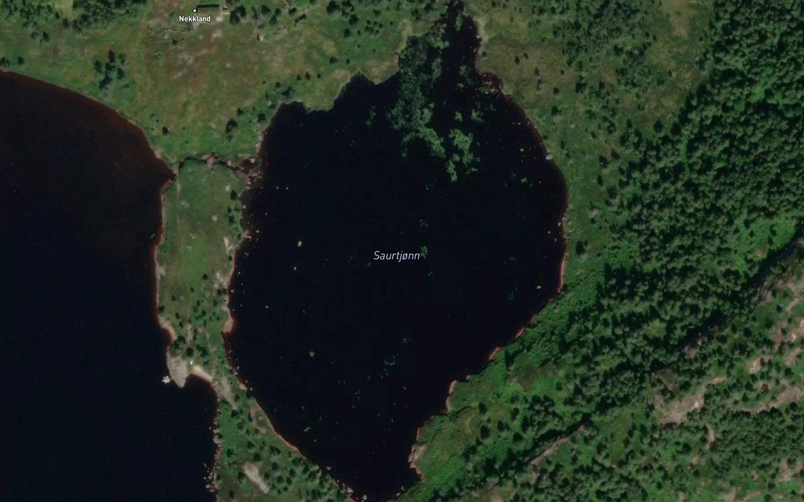 Saurtjorn