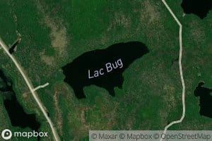 Lac Bug