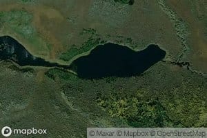 Cow and Calf Moose Lake