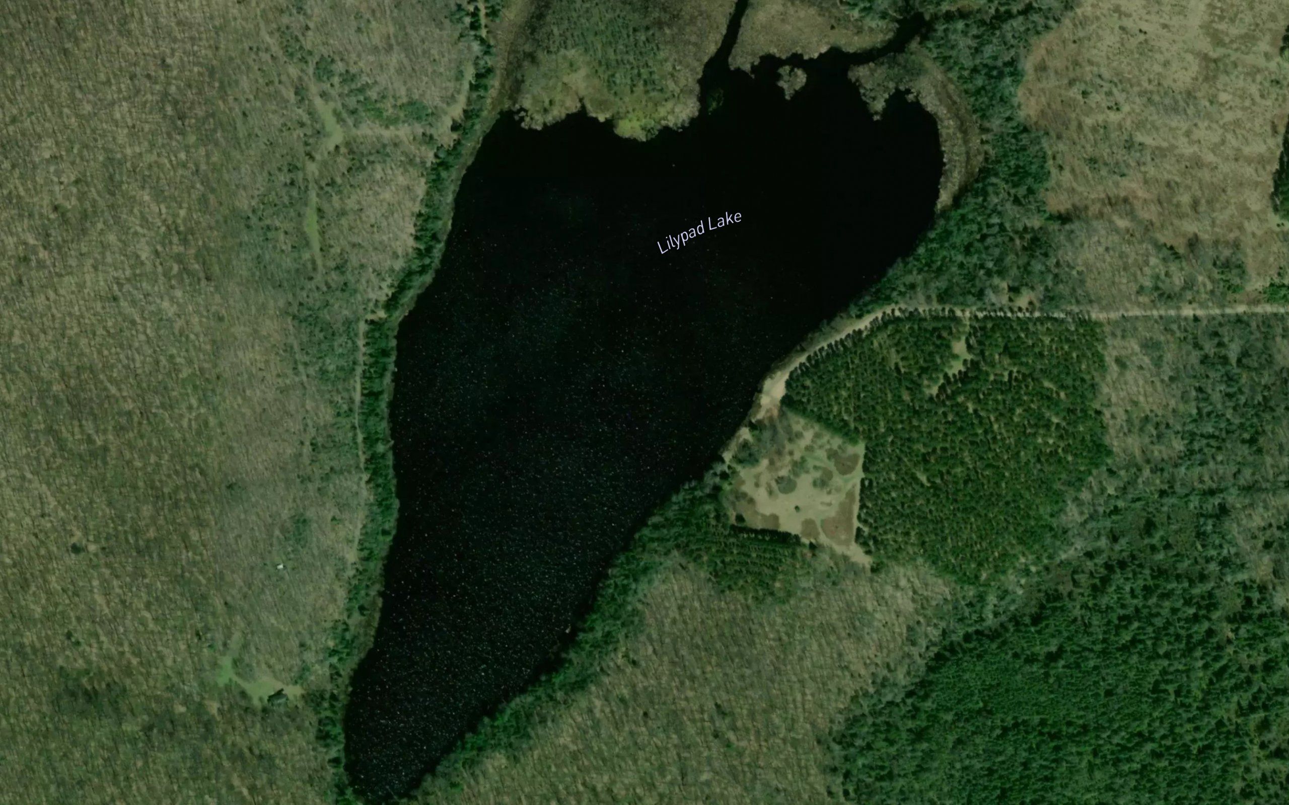 Lilypad Lake