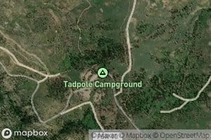 Tadpole Spring