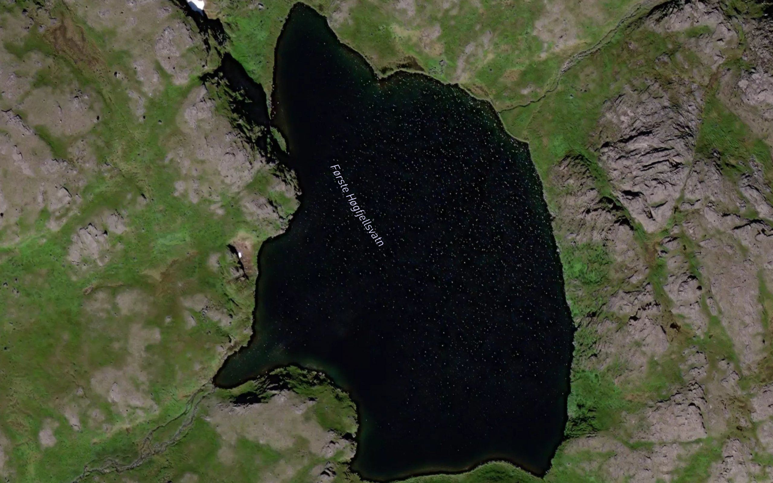 Hogfjellsvatn,forste