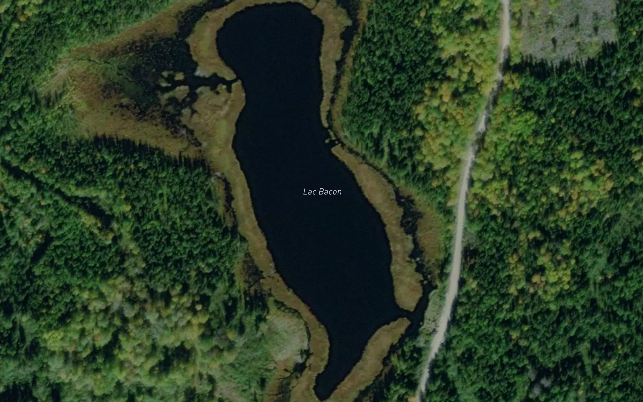 Lac Bacon
