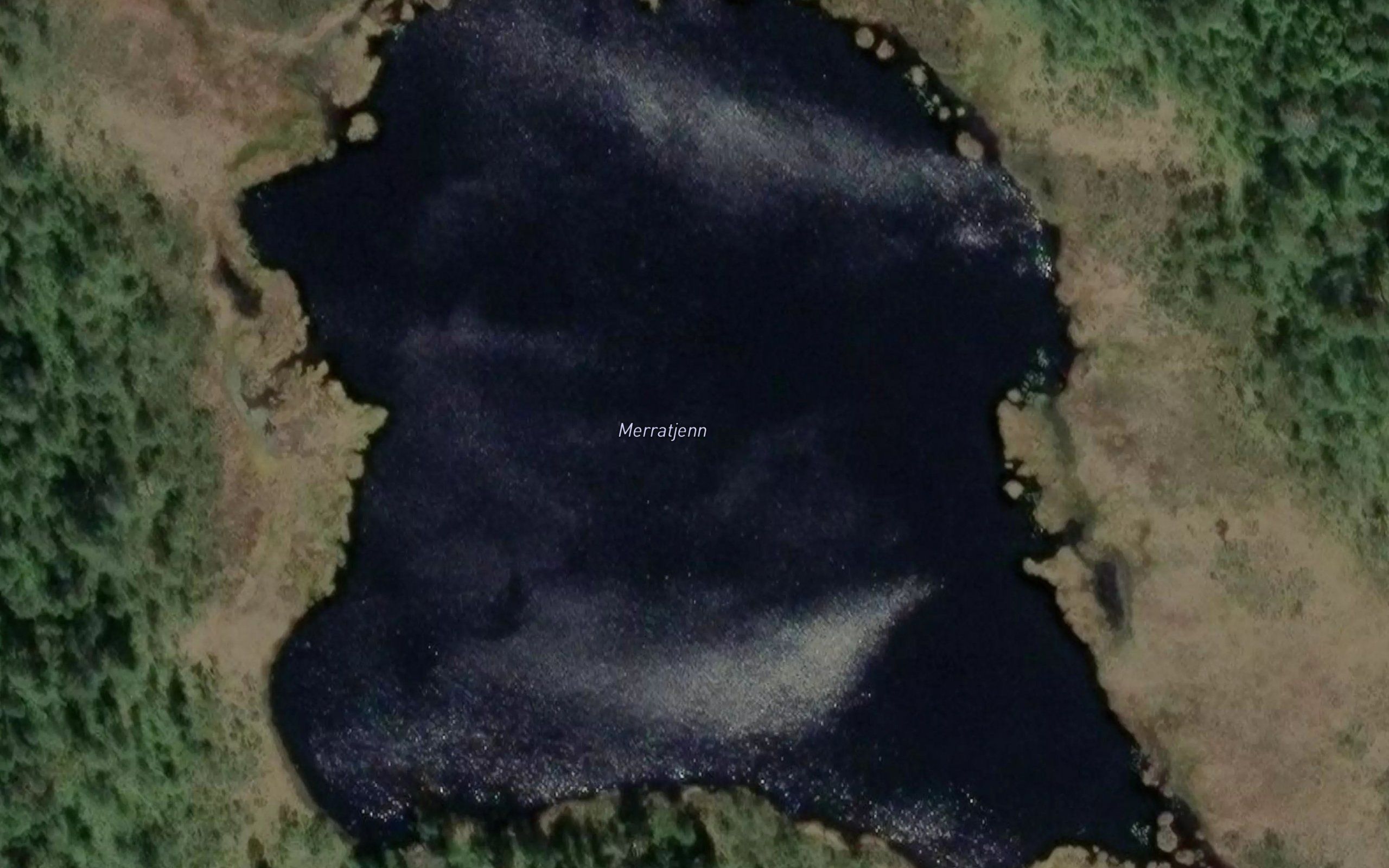 Merratjern