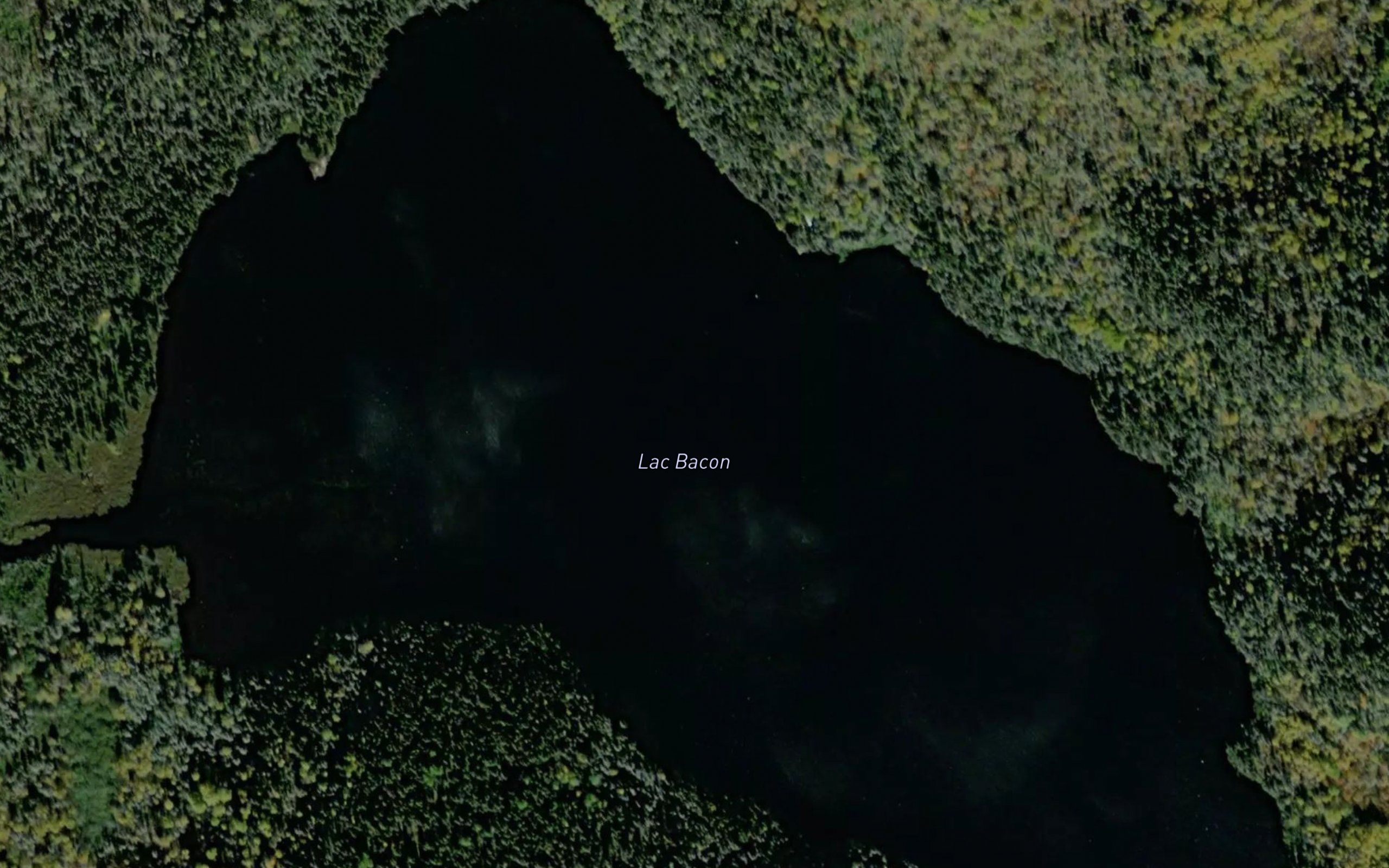 Lac Bacon