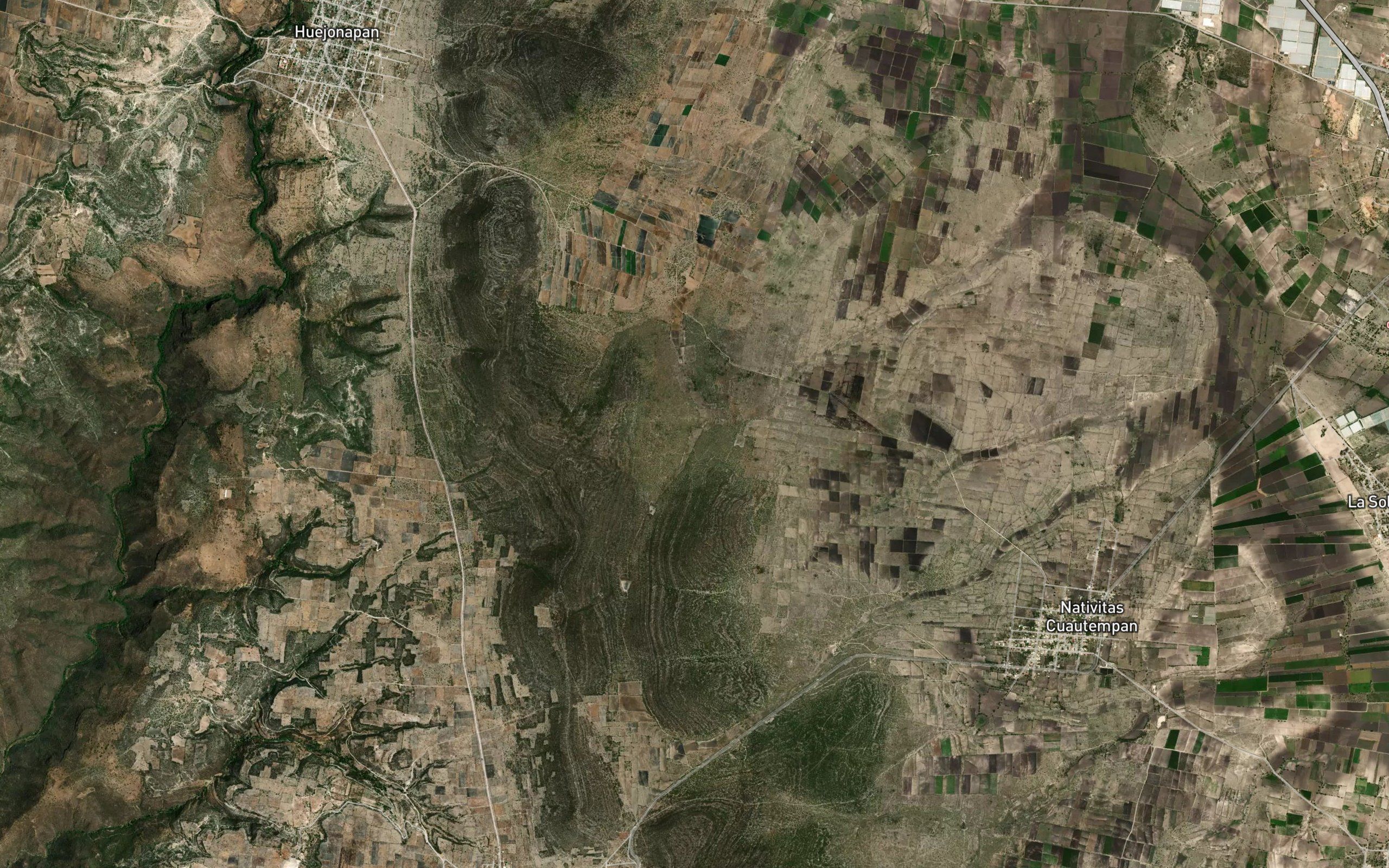 Epazote