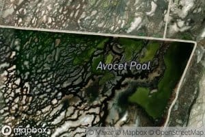 Avocet Pool