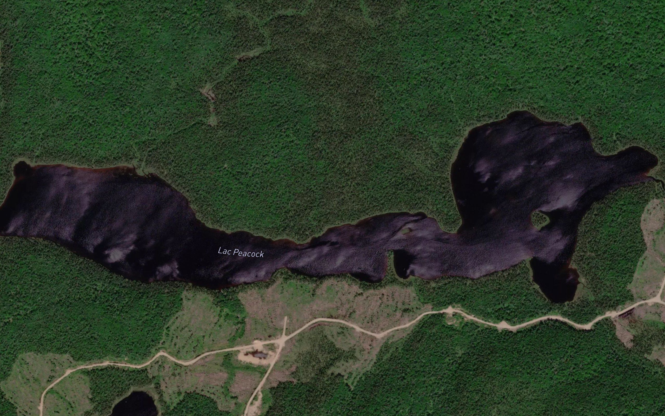 Lac Peacock