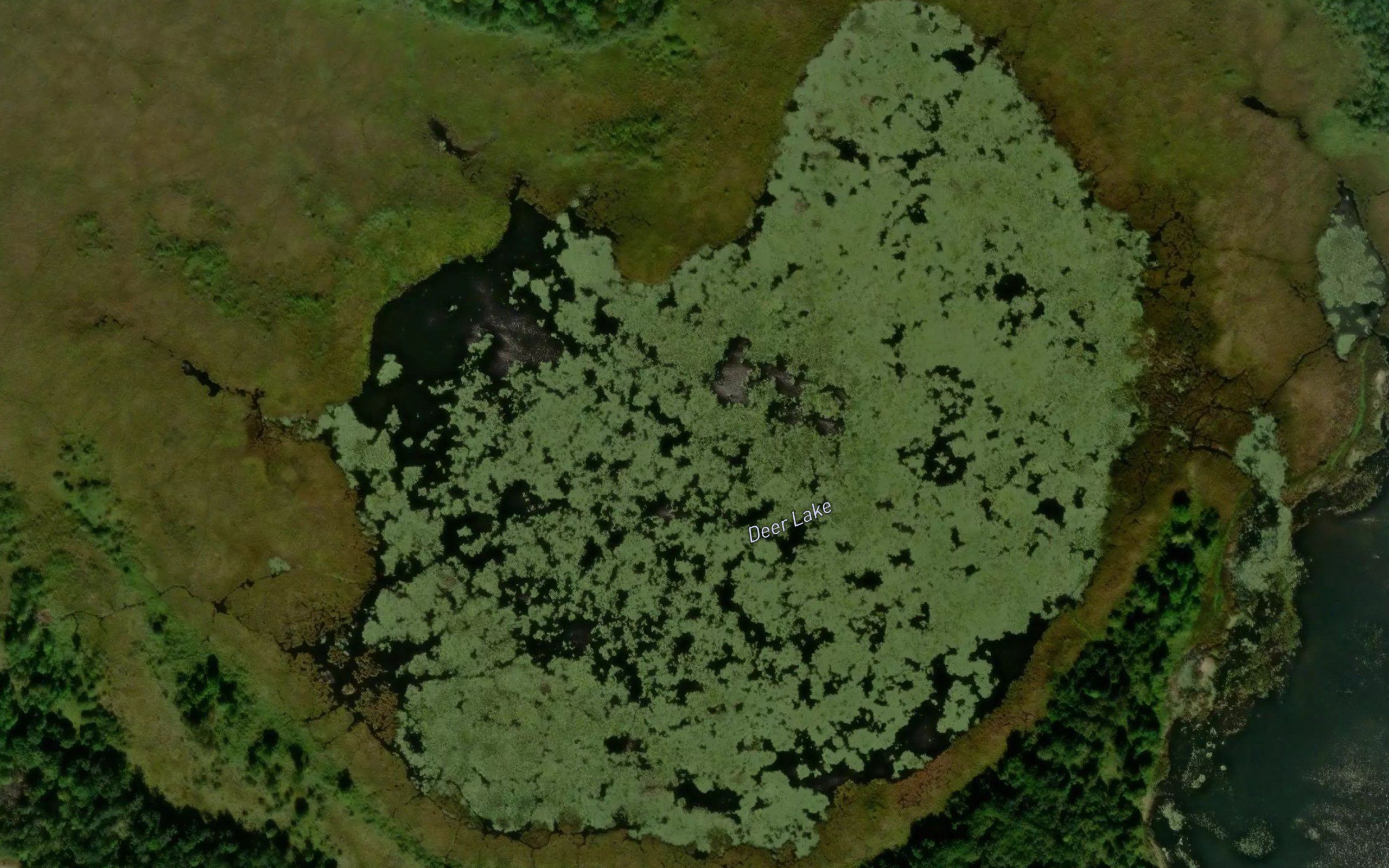 Deer Lake