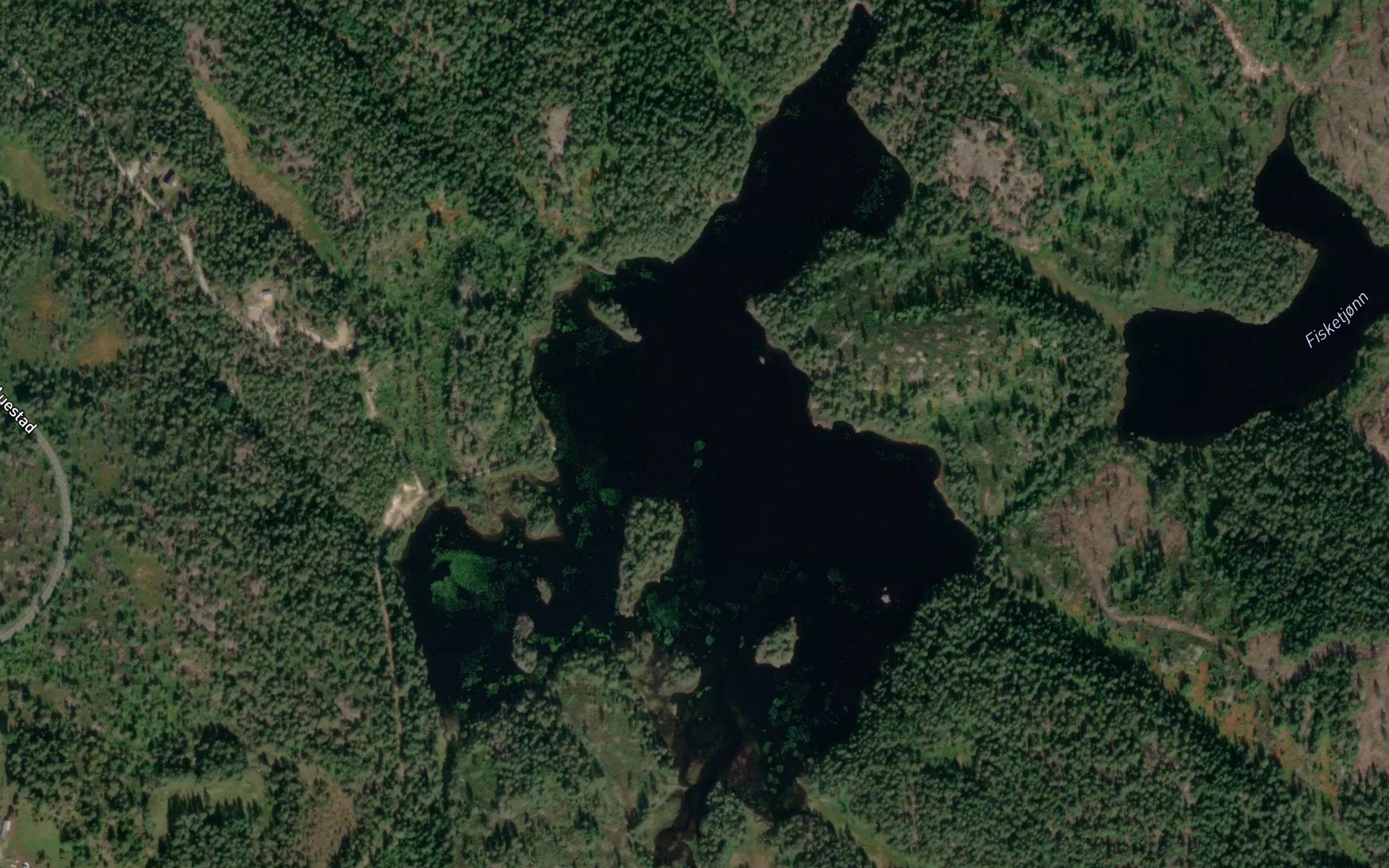 Kvenntjorn