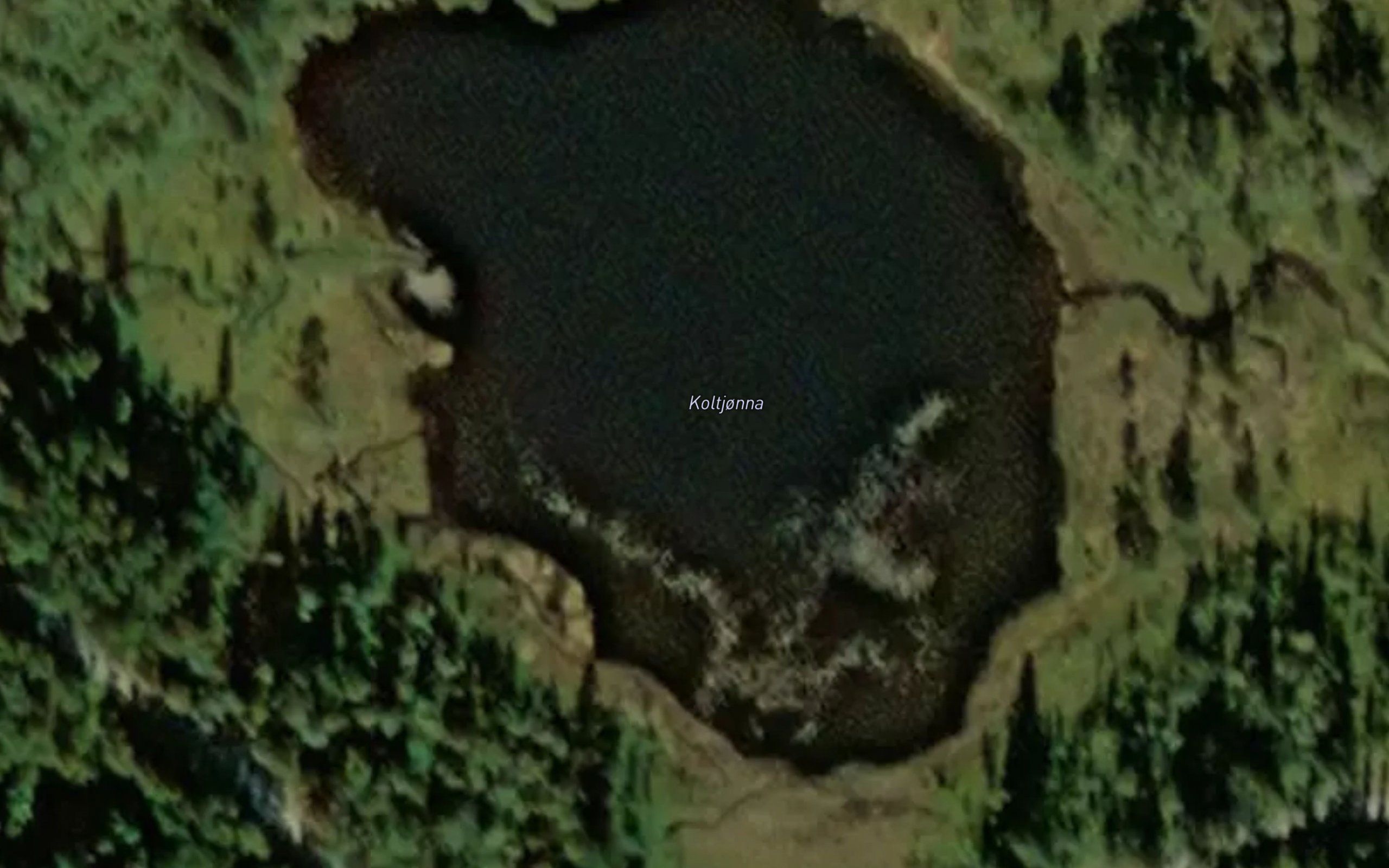 Koltjorna