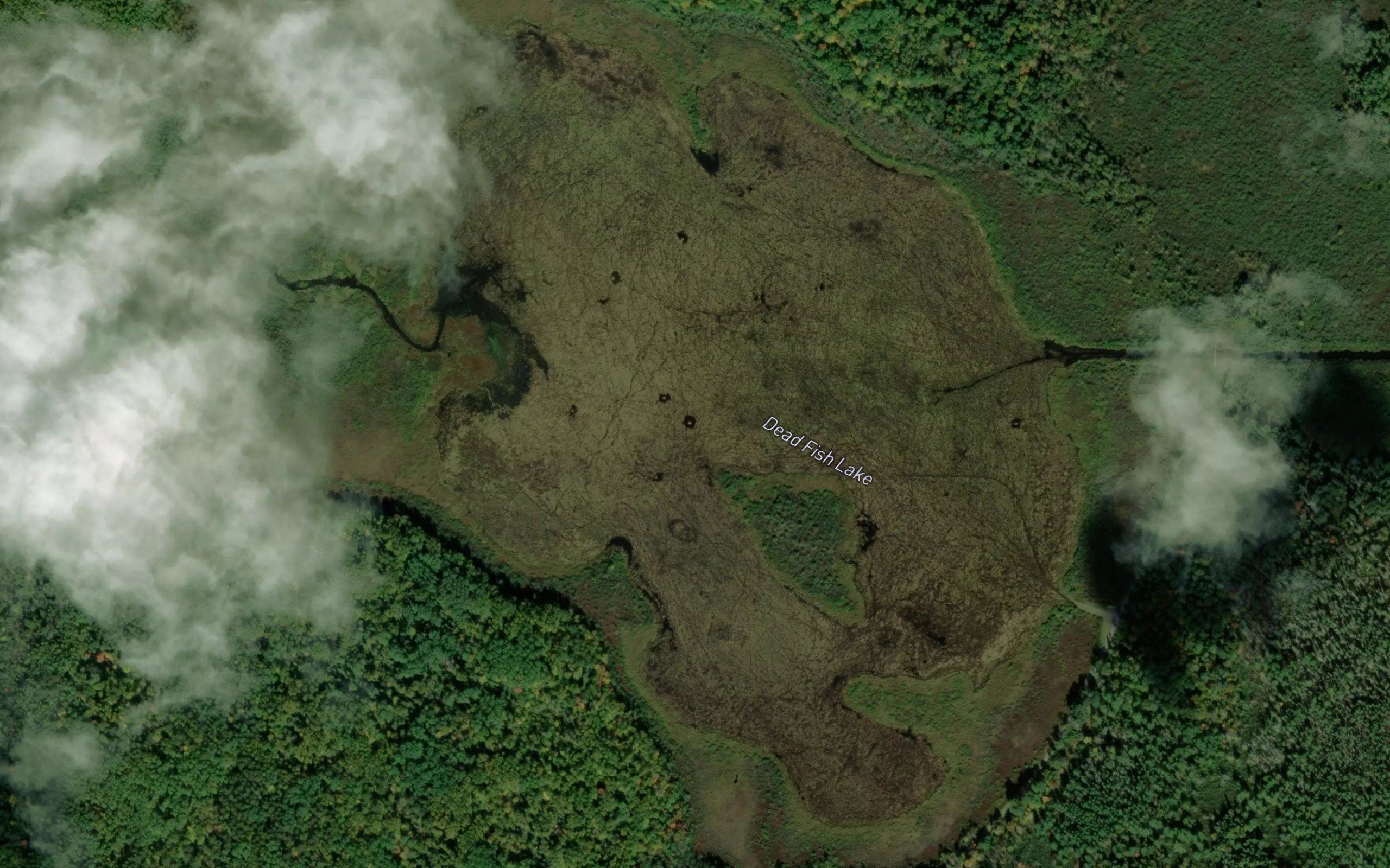 Dead Fish Lake