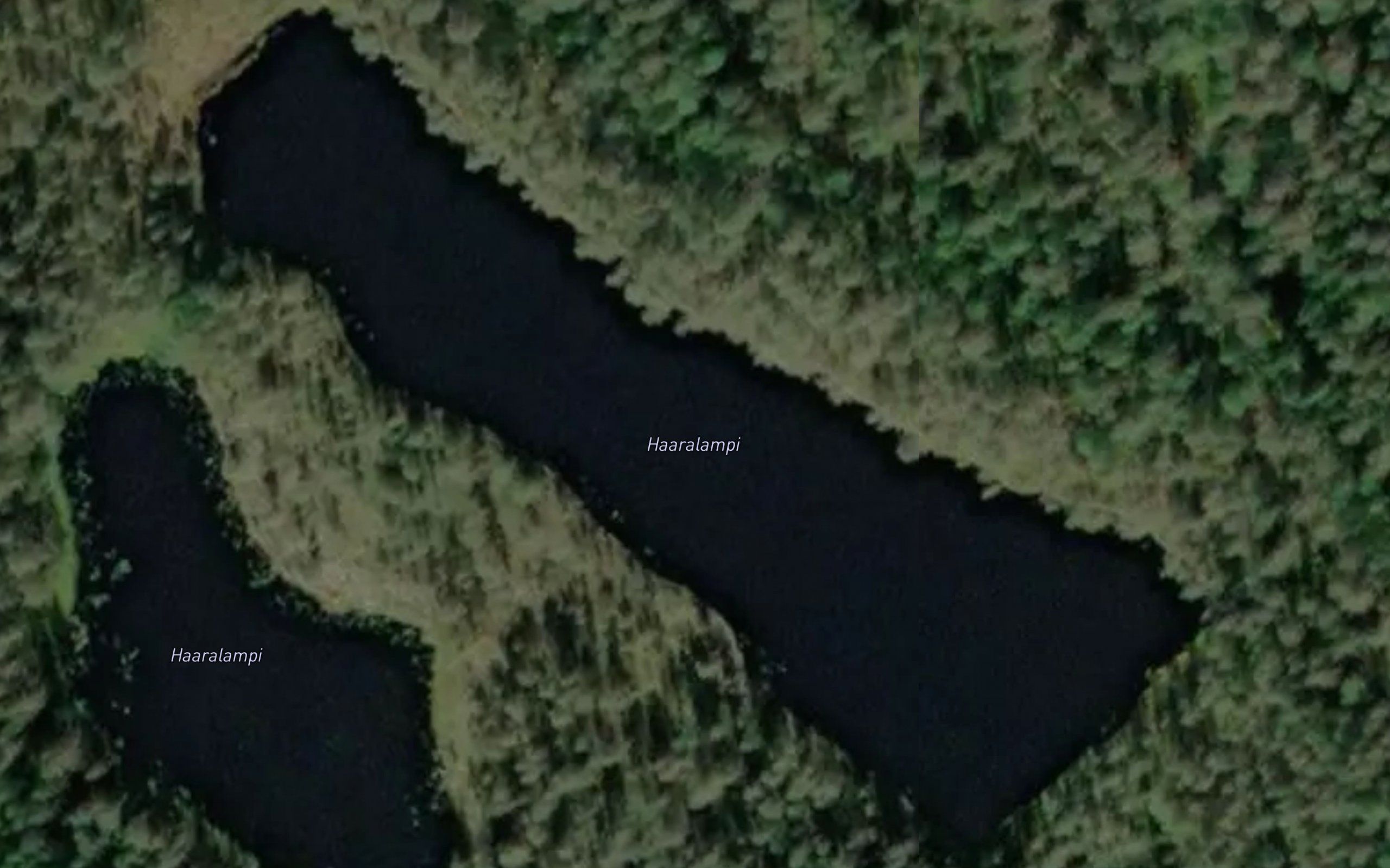 Haaralammit