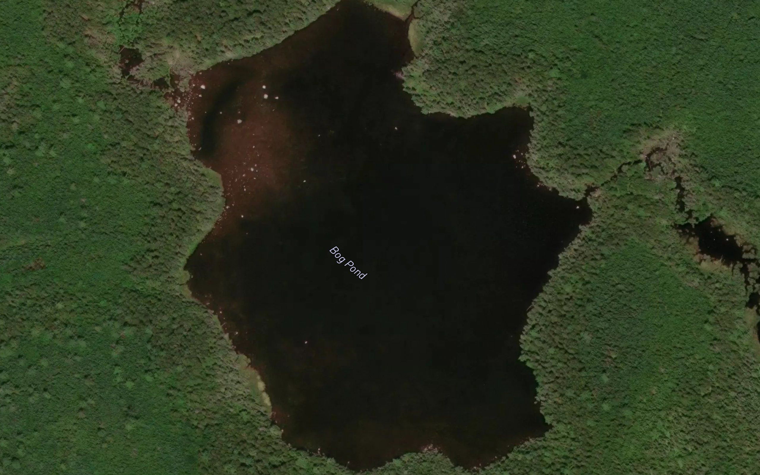 Bog Pond
