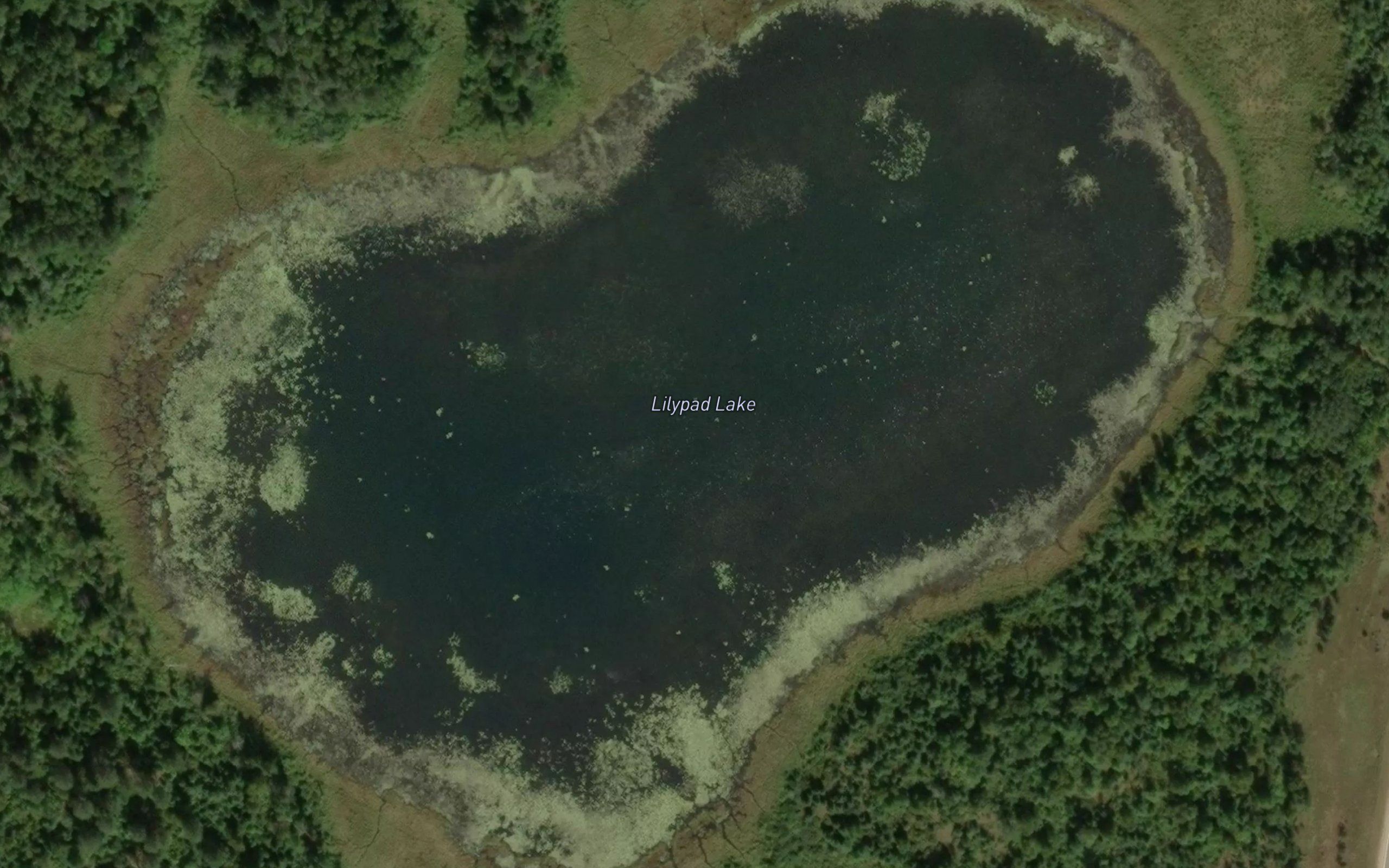 Lilypad Lake