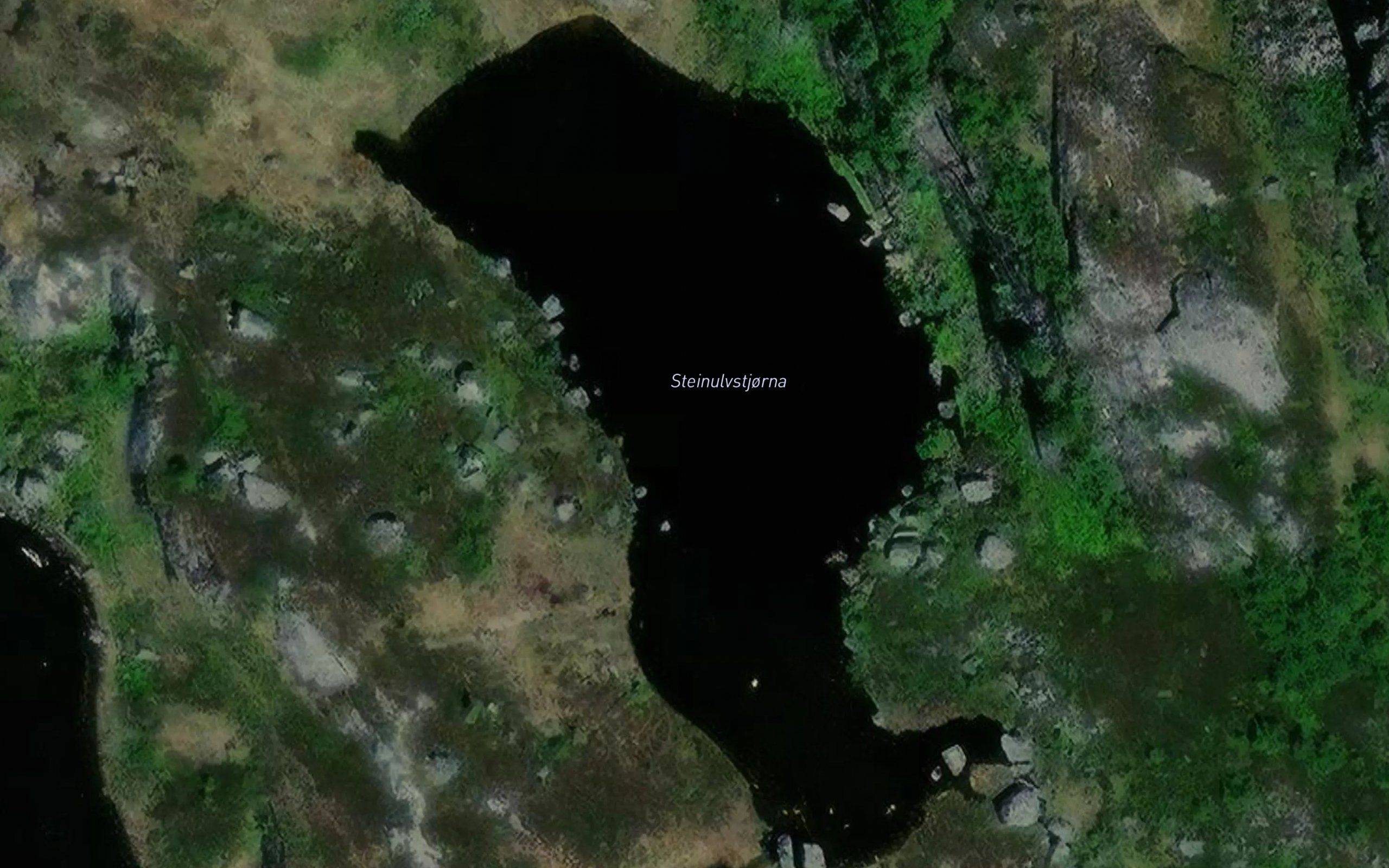 Steinulvstjorna
