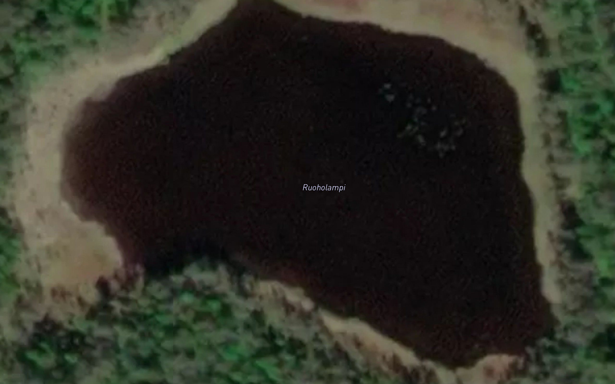 Ruoholampi