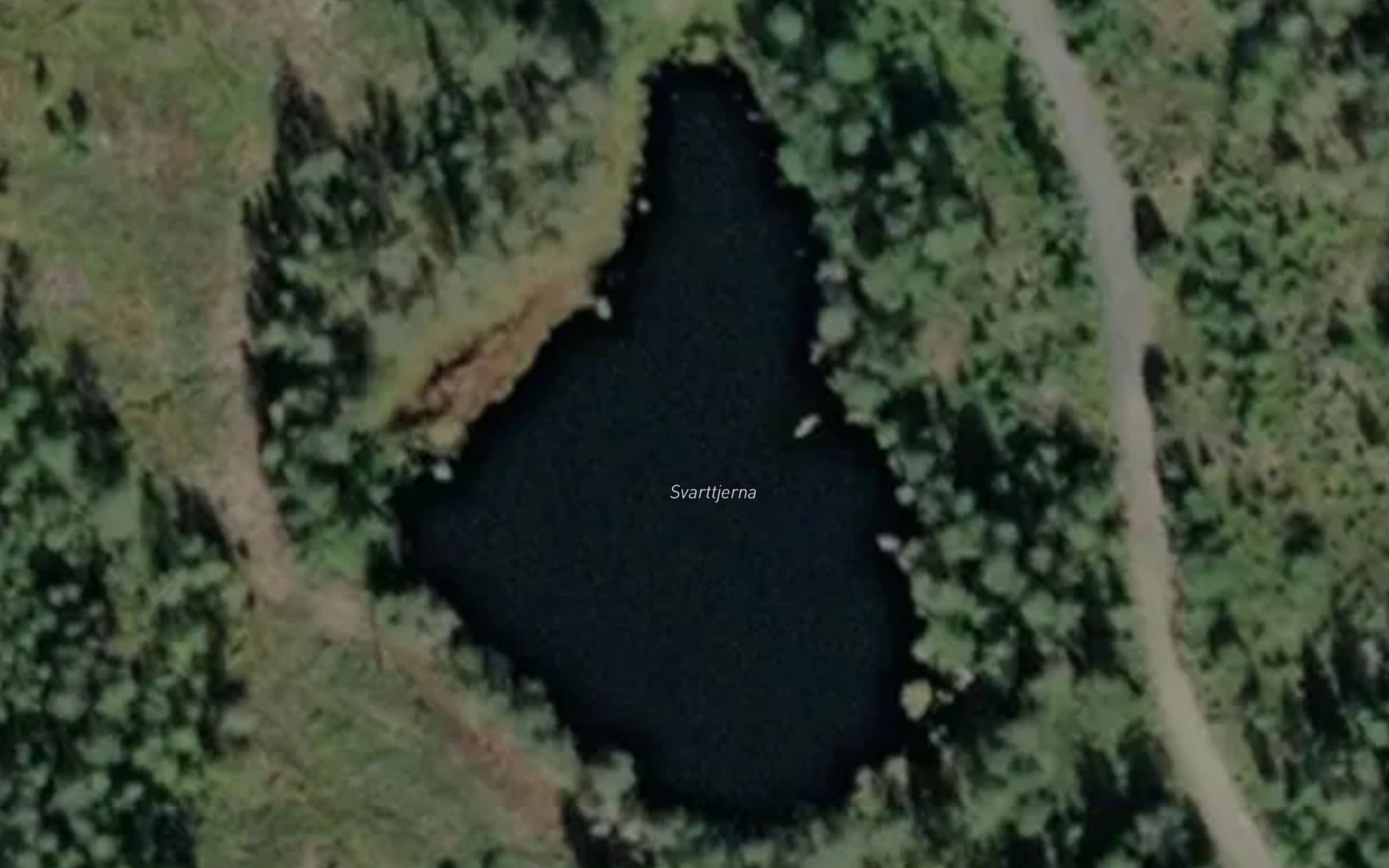 Svarttjerna