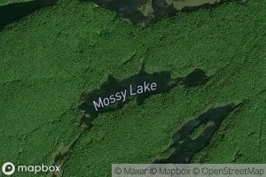 Mossy Lake