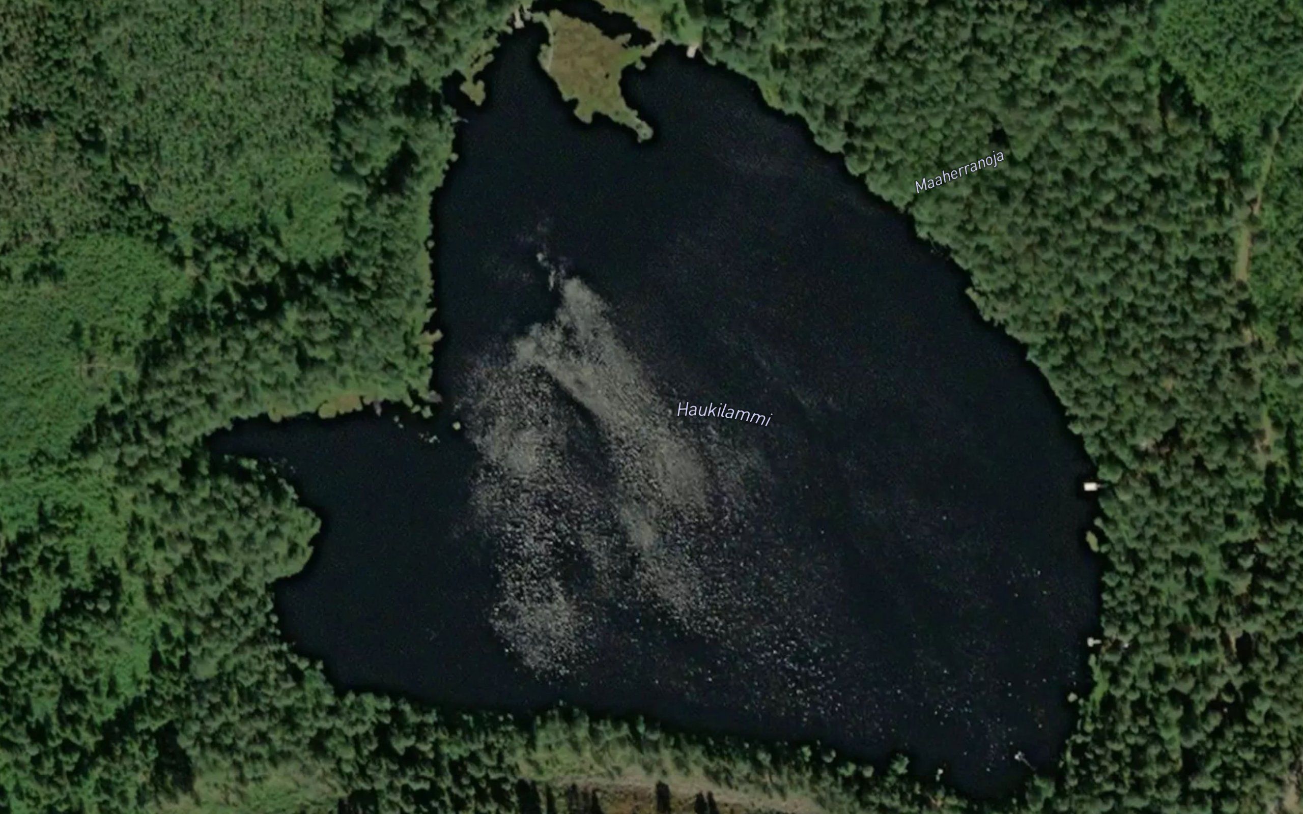 Haukilammi
