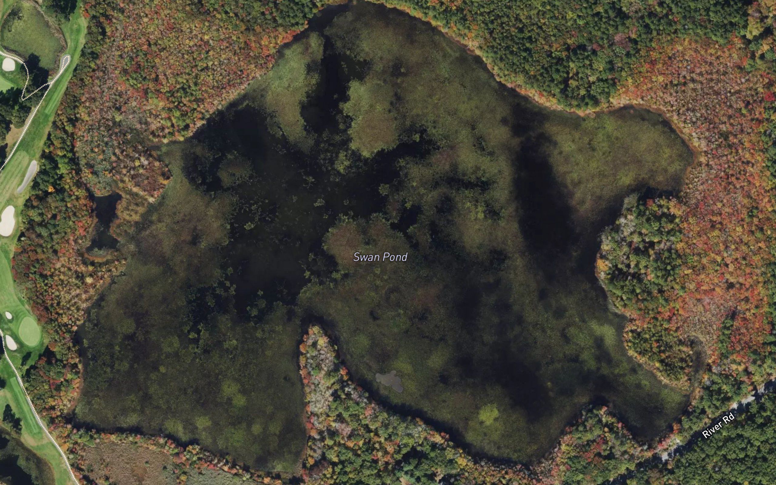 Swan Pond