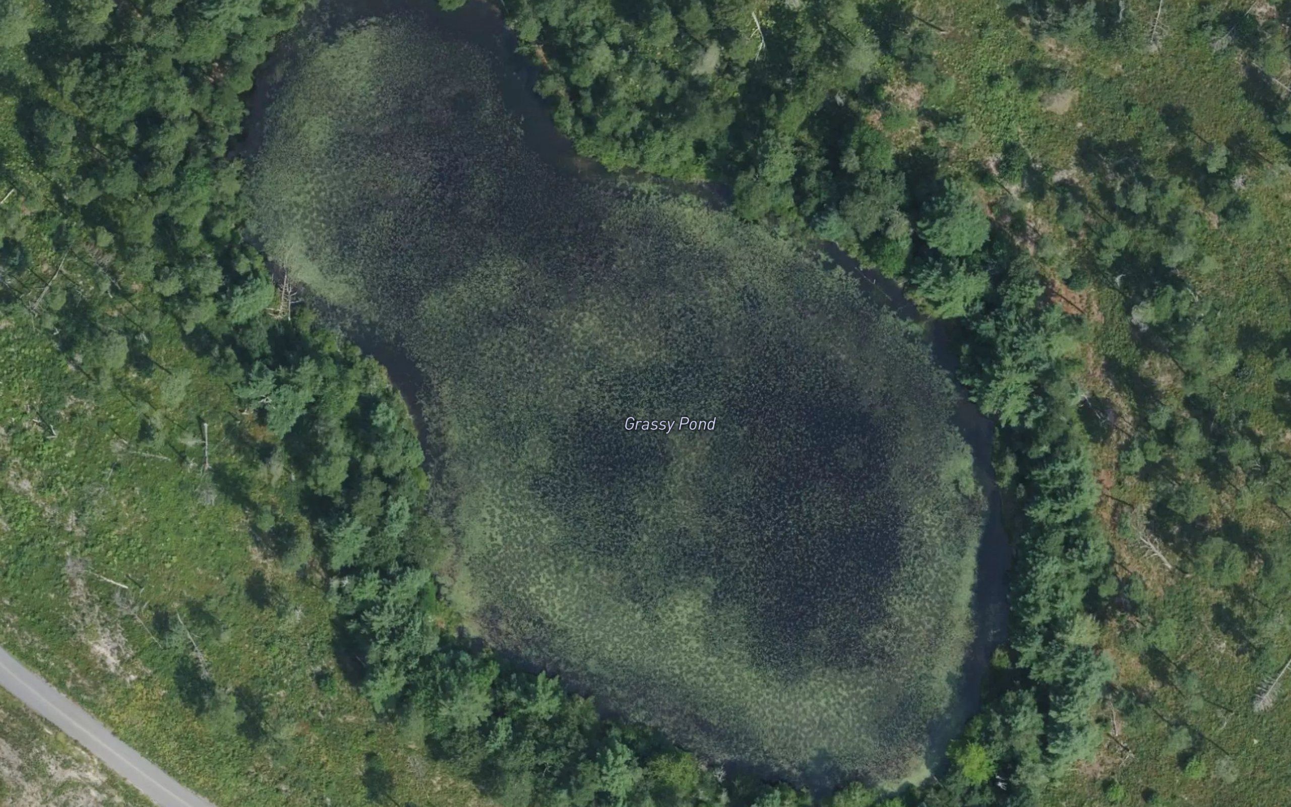 Grassy Pond