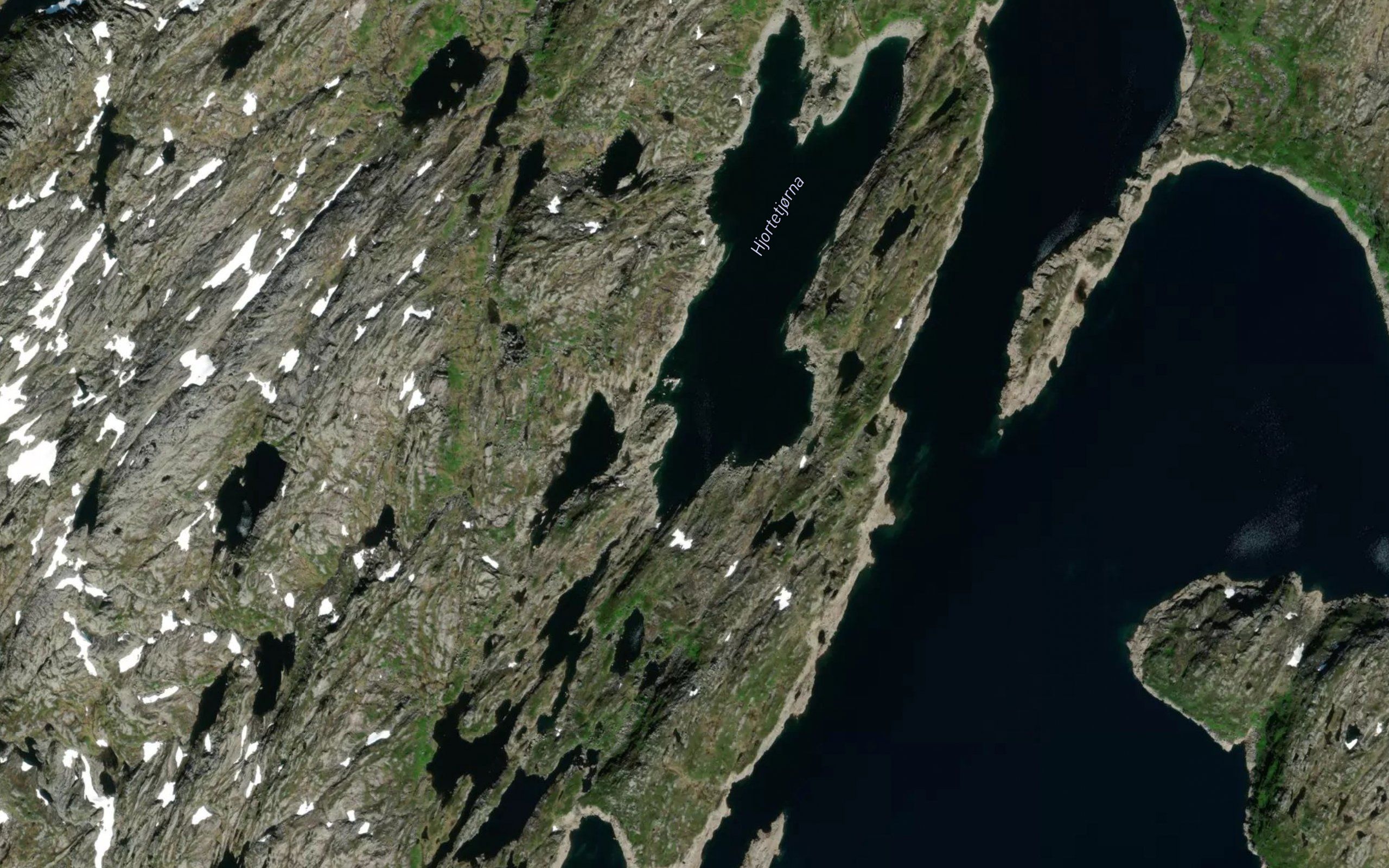 Hjortetjorni