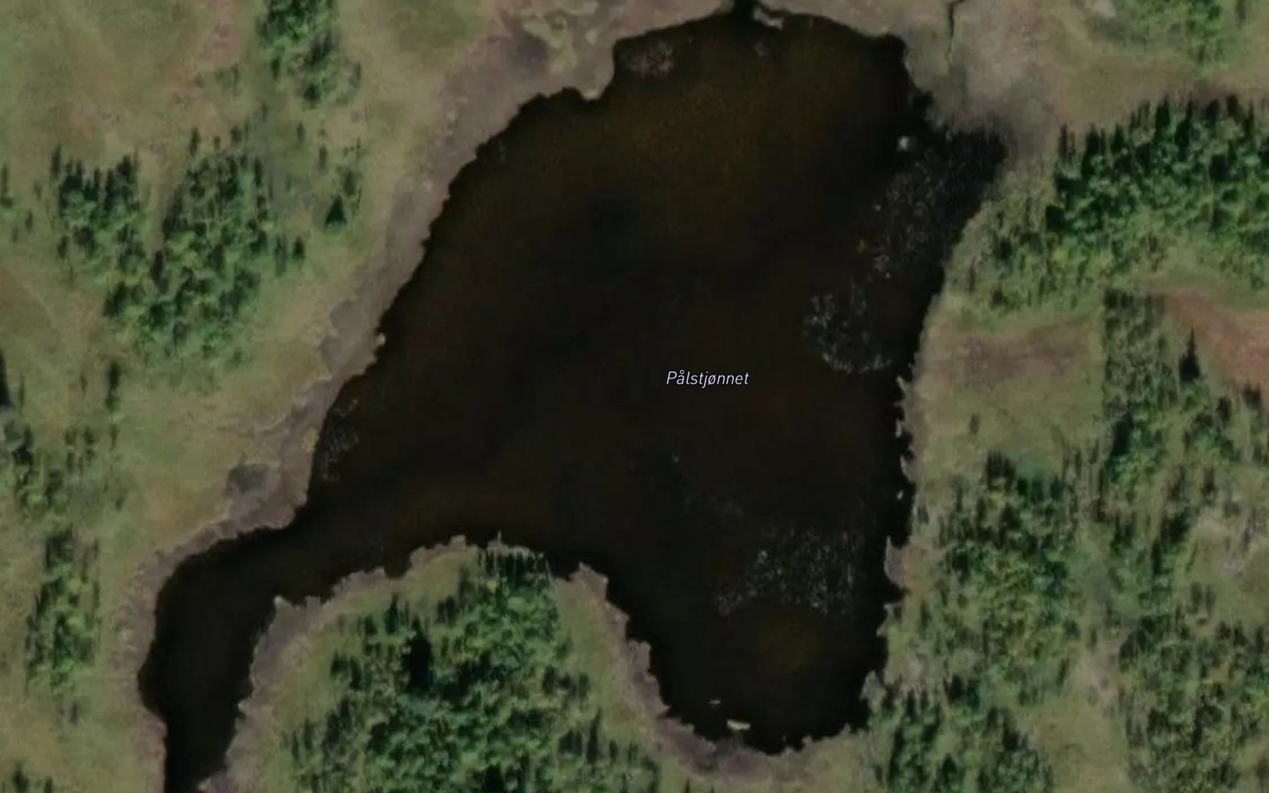 Palstjernet