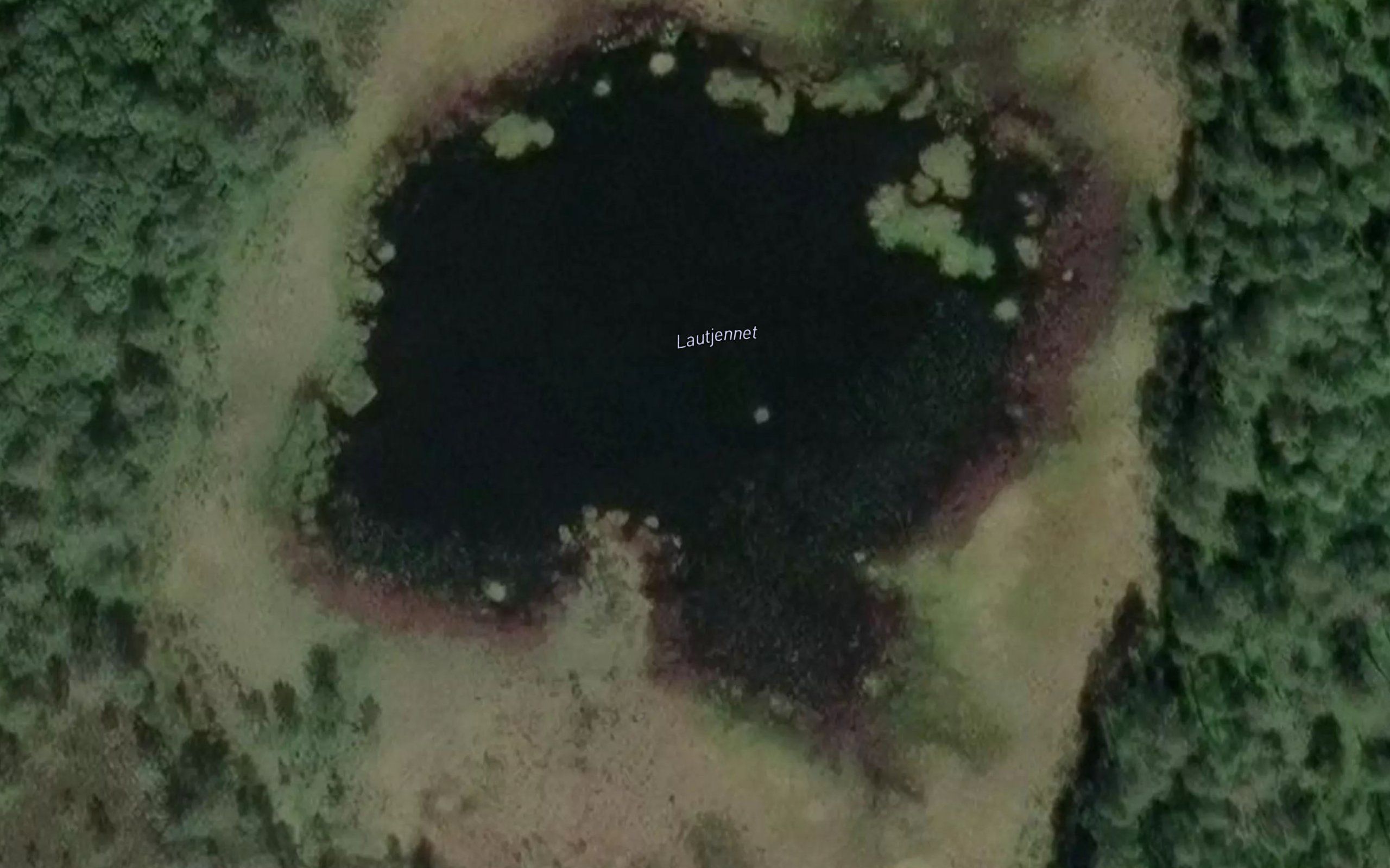 Lauvtjern
