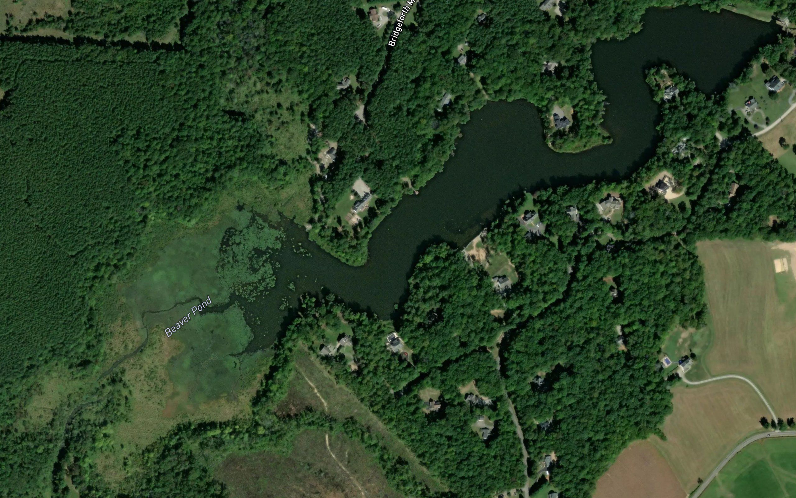 Beaver Pond