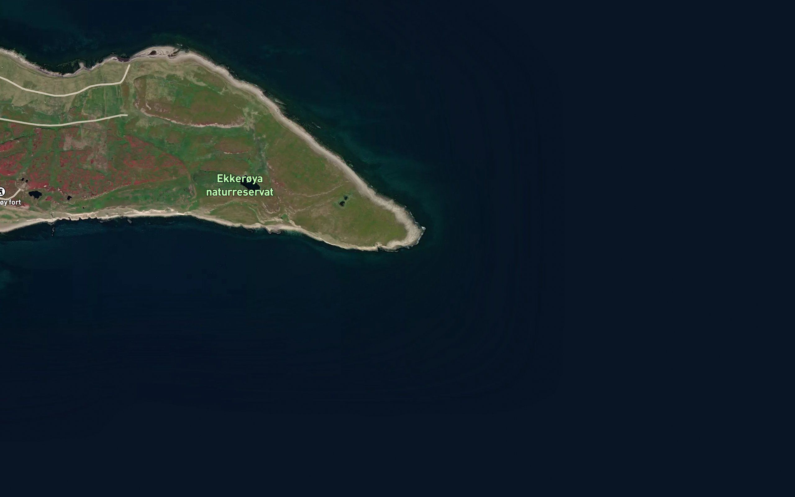 Loddekeila