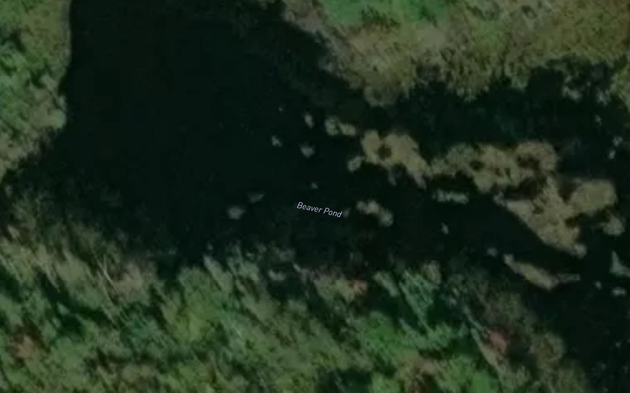 Beaver Pond