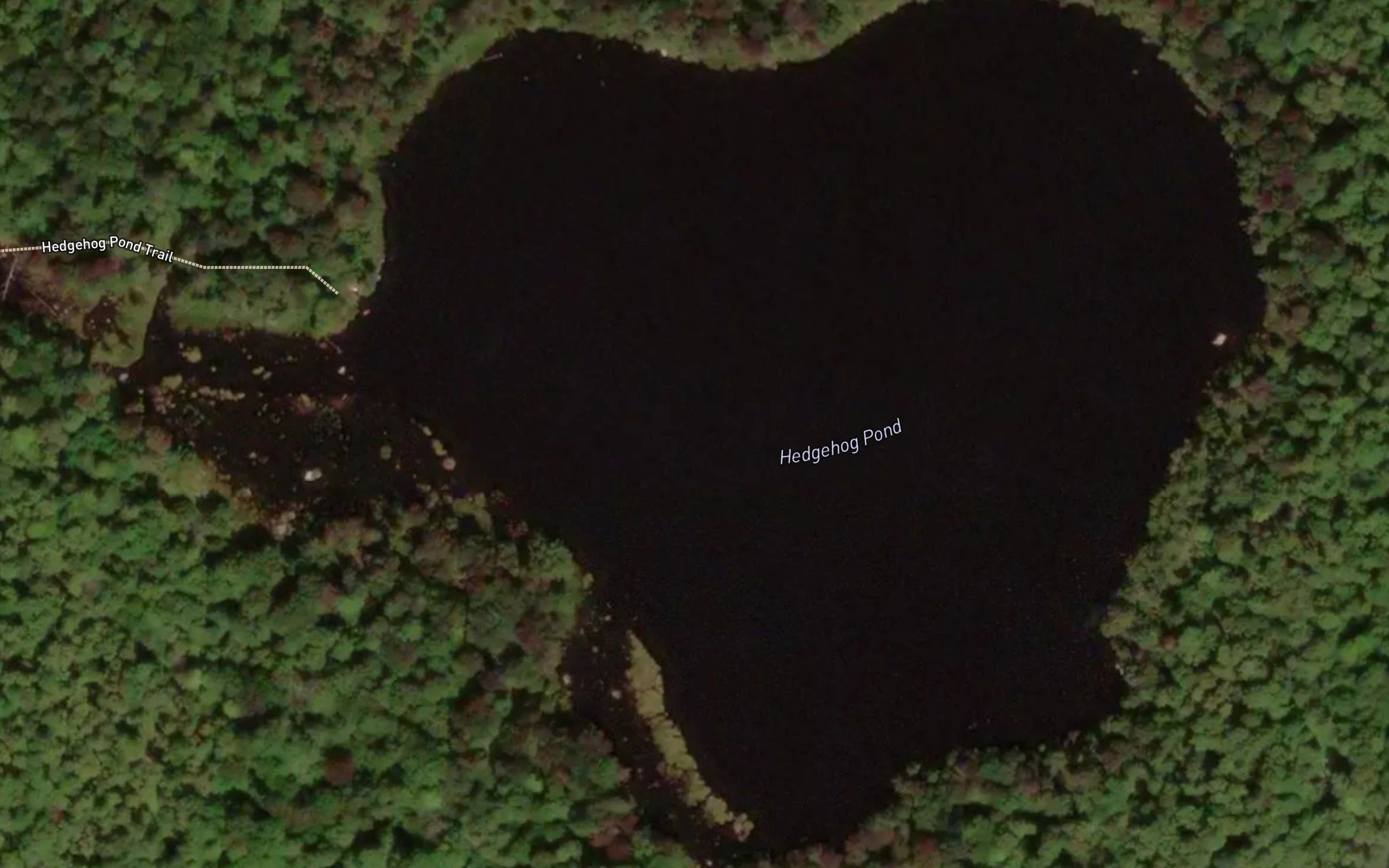 Hedgehog Pond