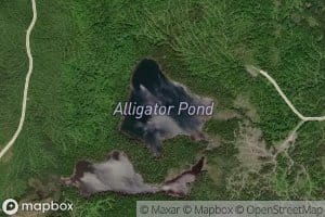 Alligator Pond