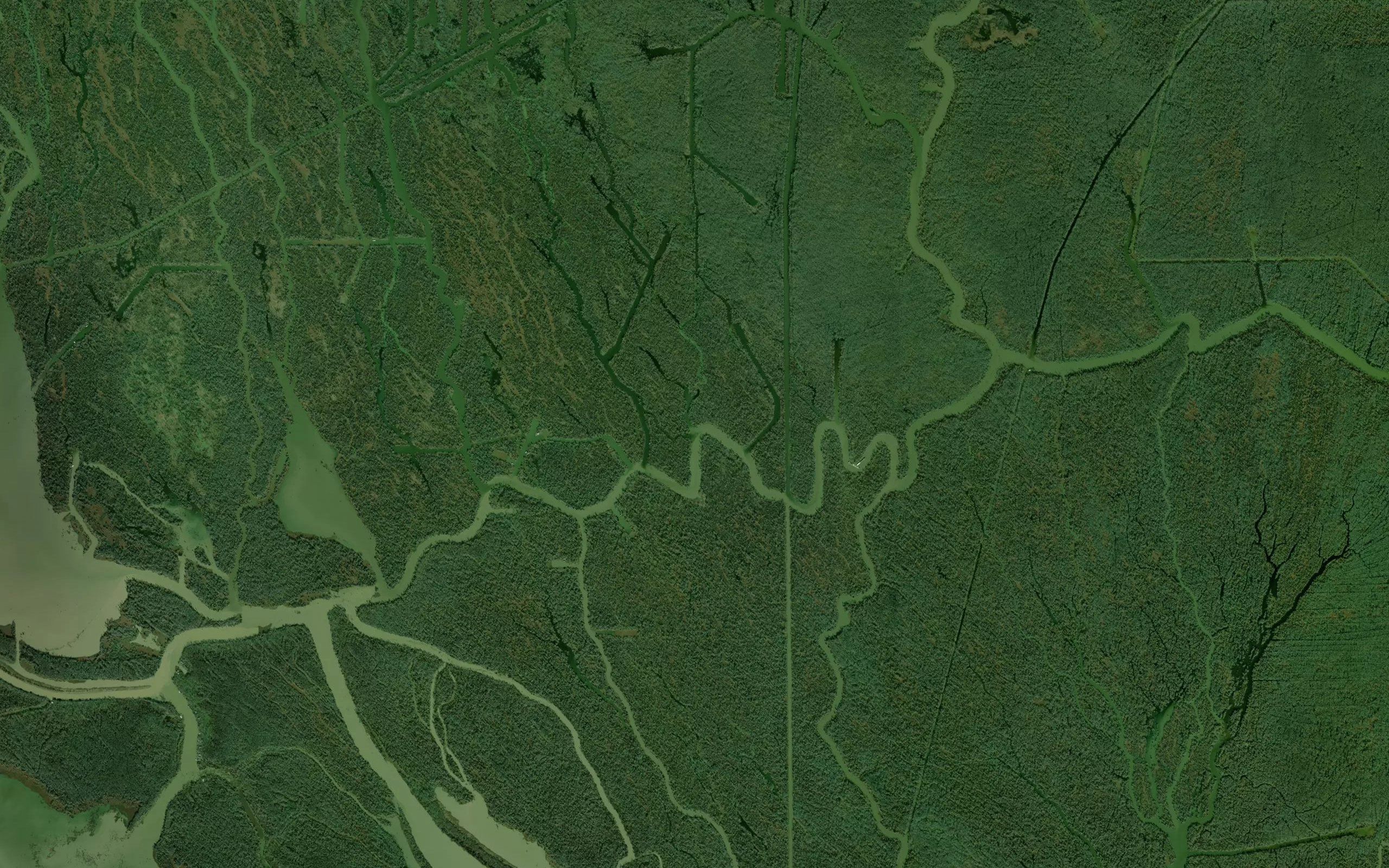 Bayou June