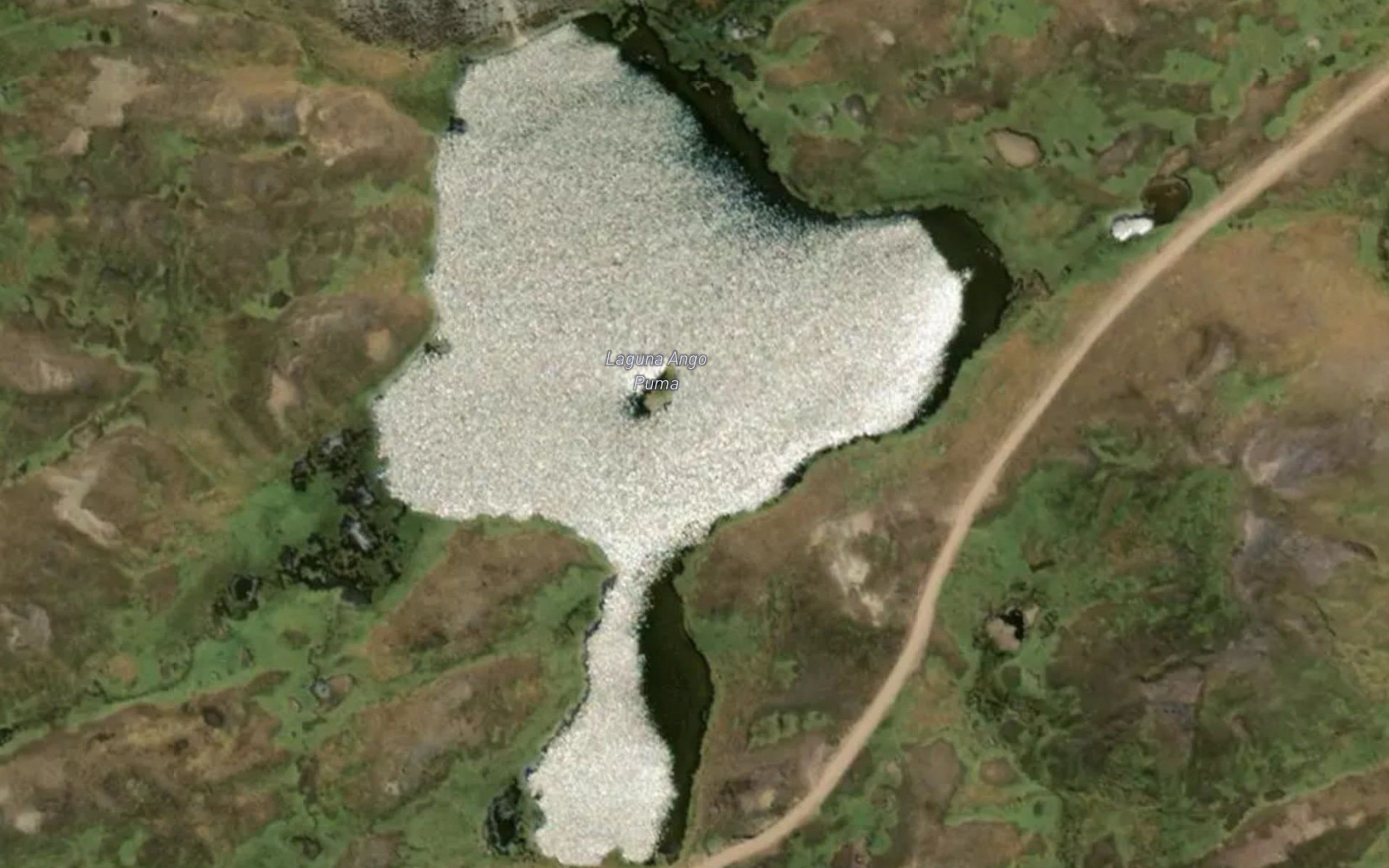 Laguna Ango Puma