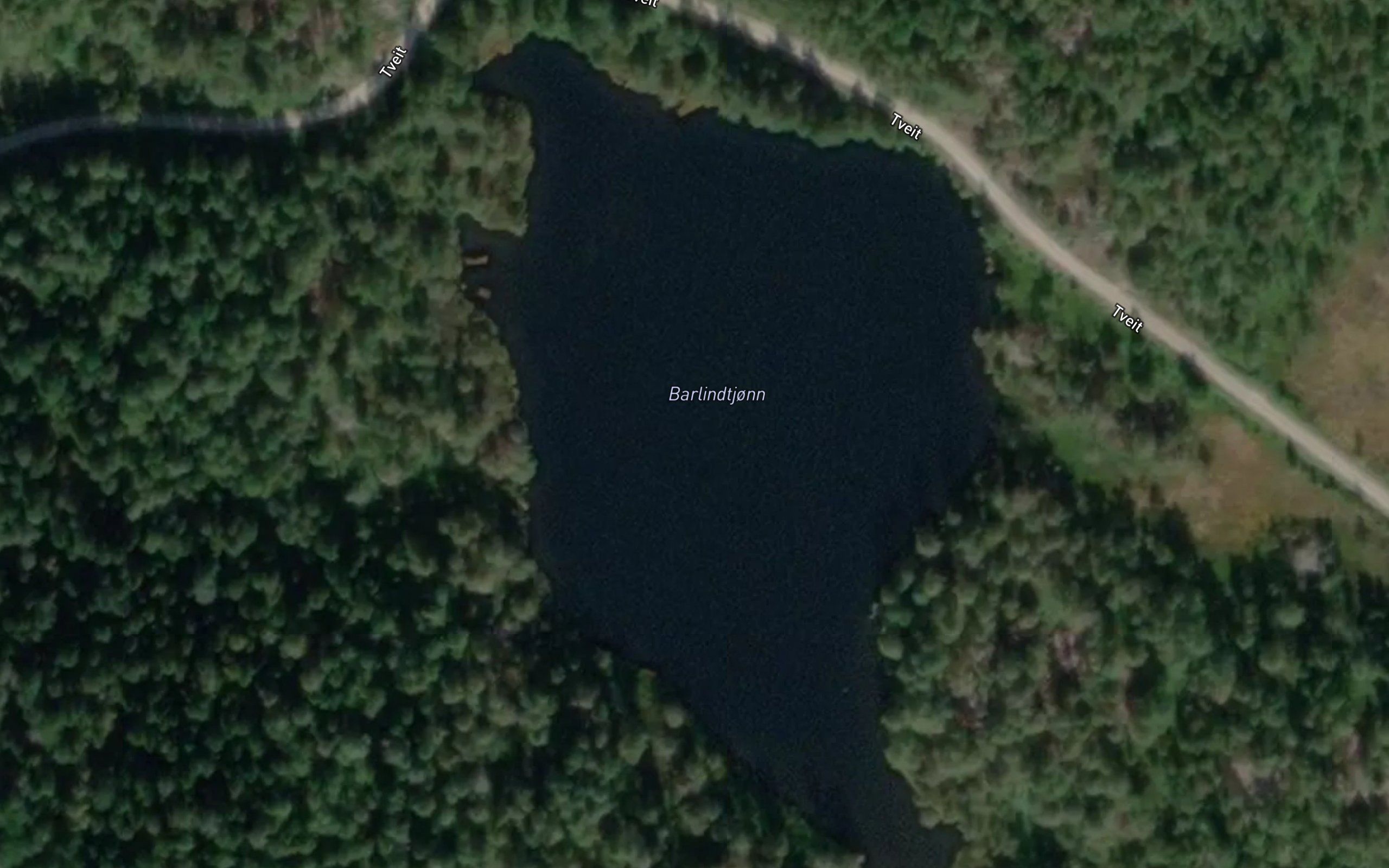 Barlindtjorn