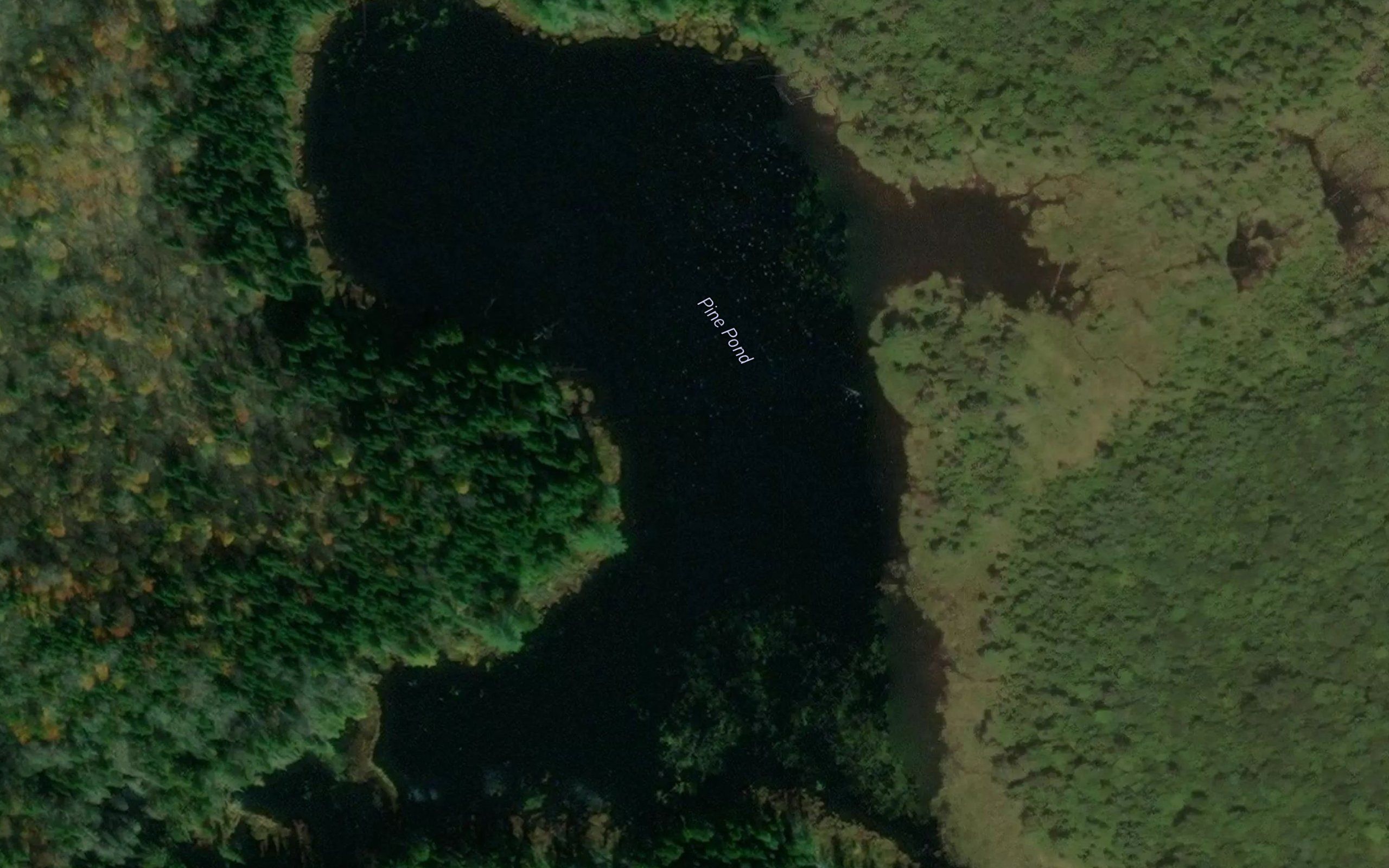 Pine Pond