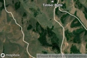 Timber Spring