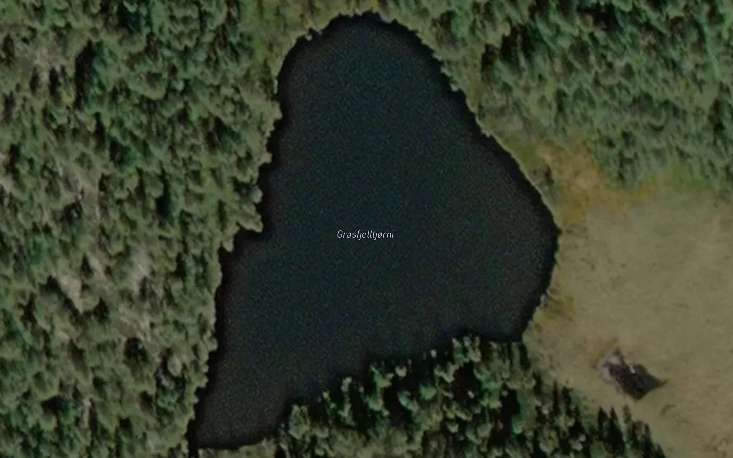 Grasfjelltjorni