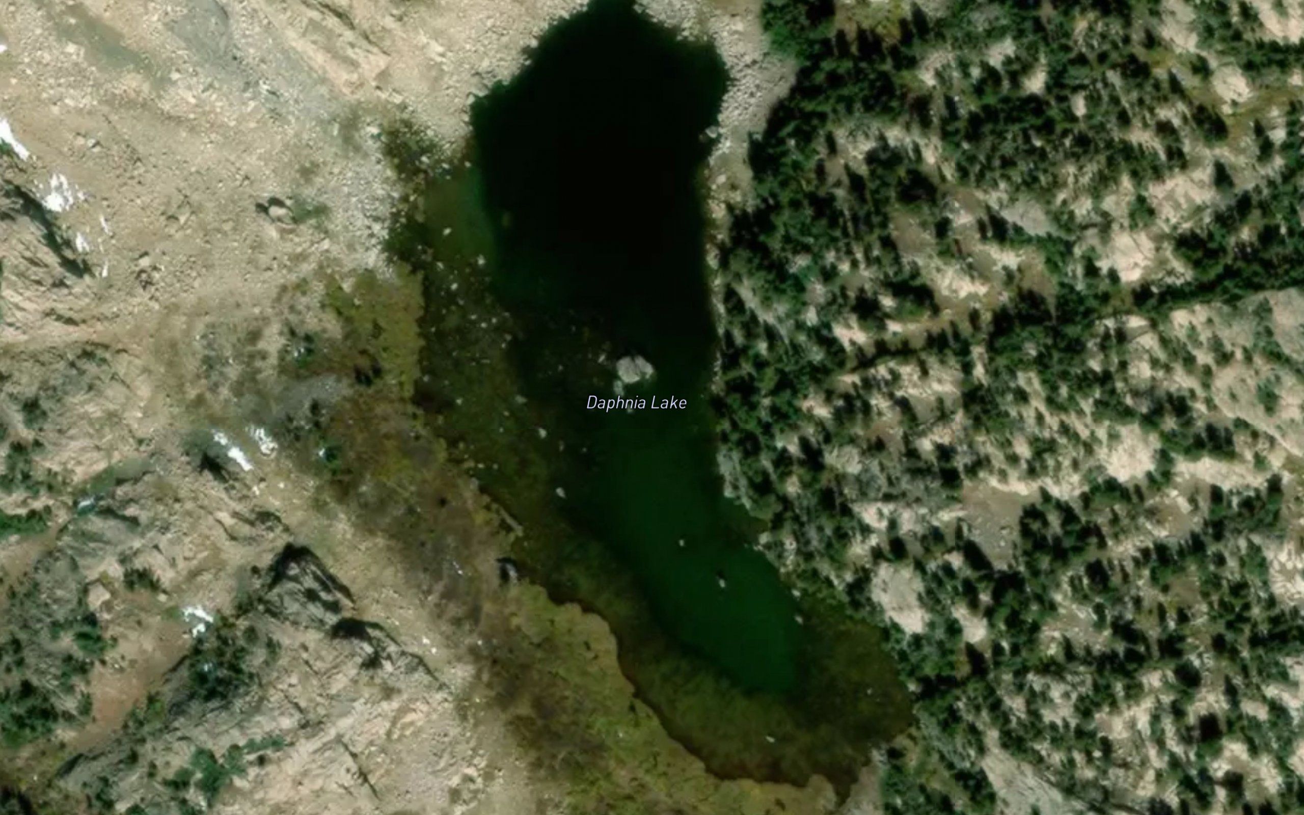 Daphnia Lake